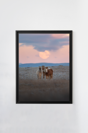 Tirage d'art encadré en noir de chevaux islandais avec le lever de lune