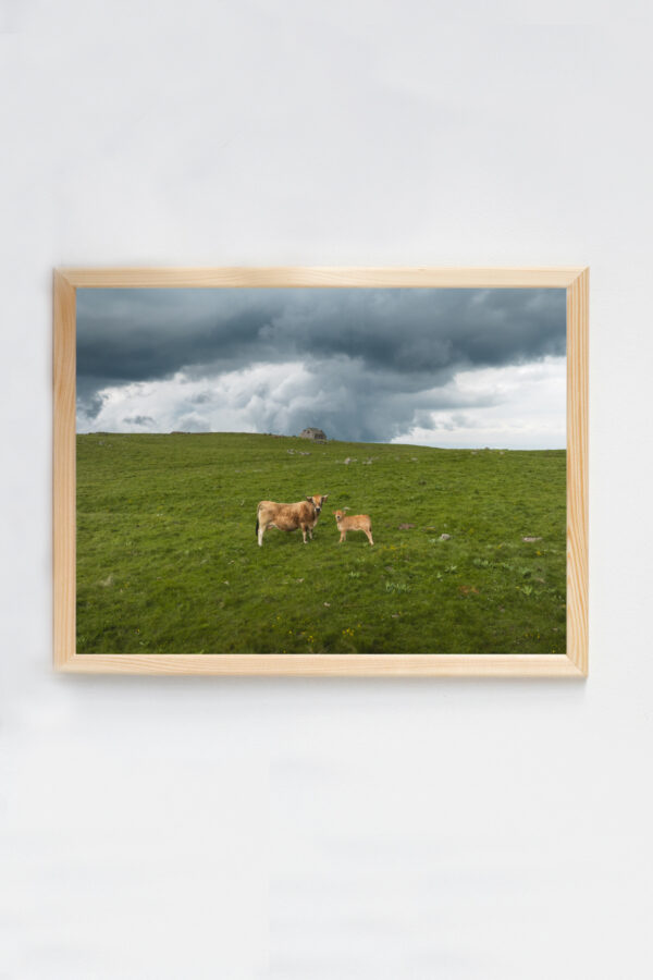 Les vaches de l'Aubrac