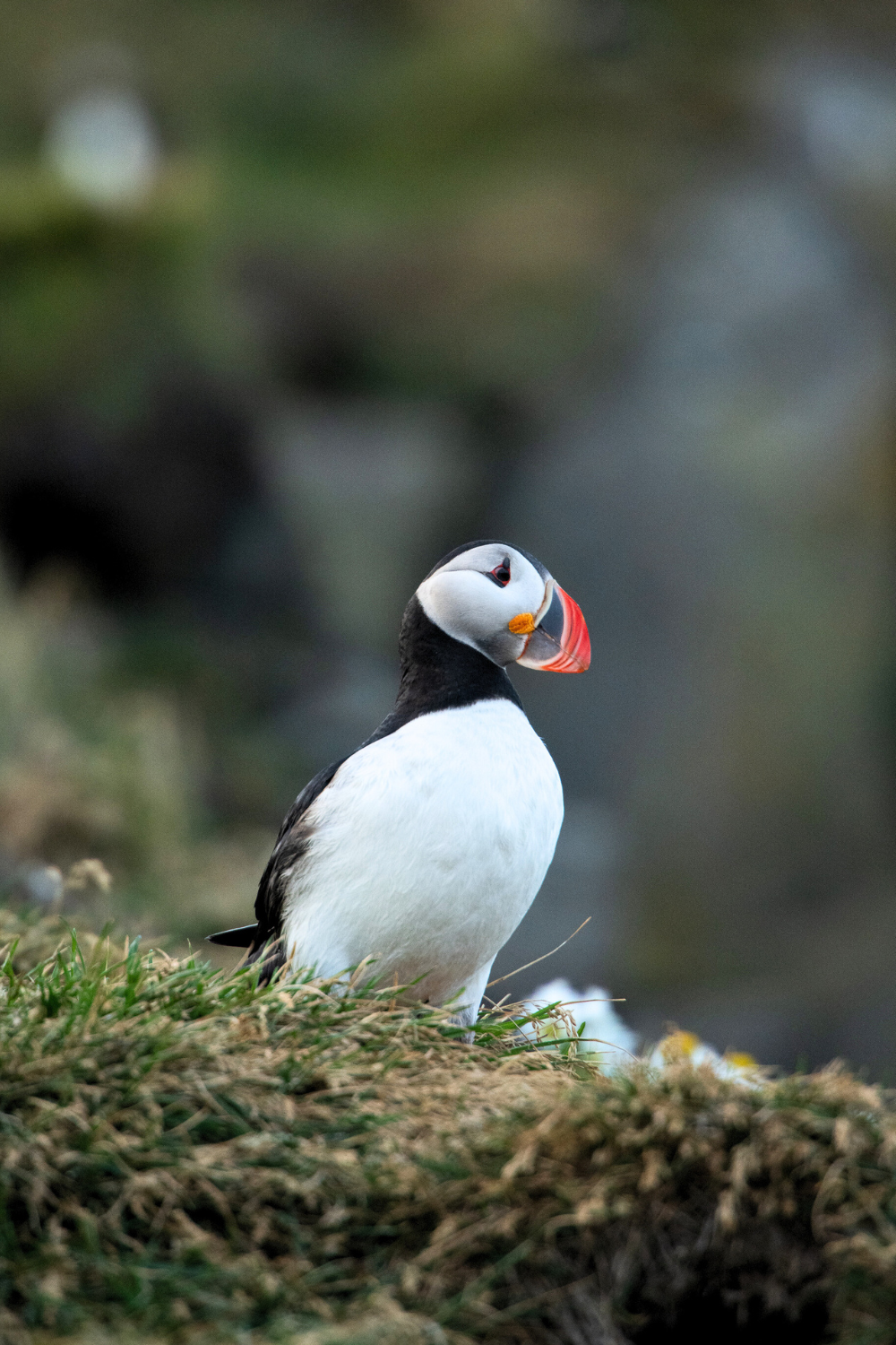 Un macareux se penche au dessus de son nid sur la falaise de Dyrhólaey en Islande