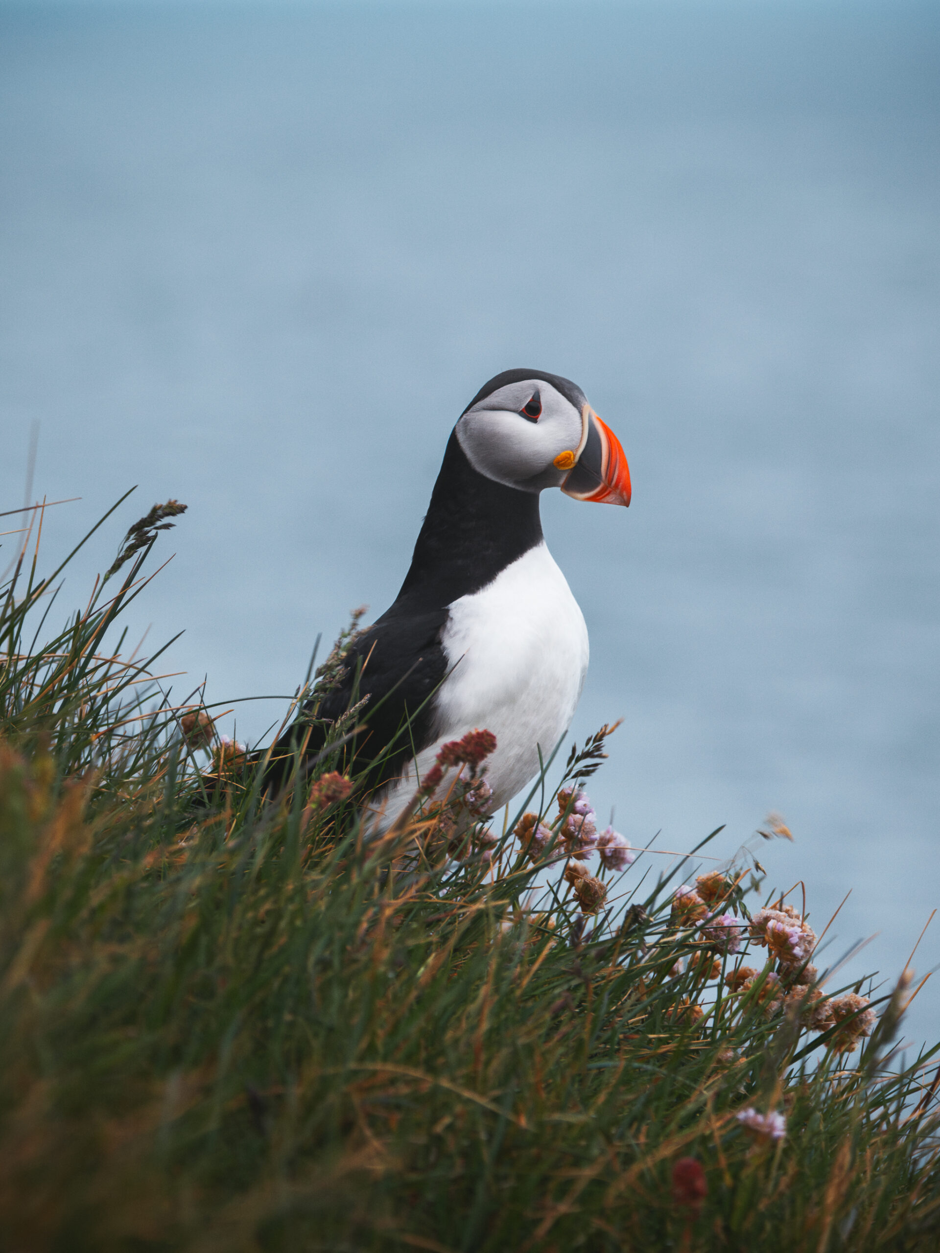 Un macareux regarde la mer perché sur une falaise dans les fjords de l'ouest en Islande