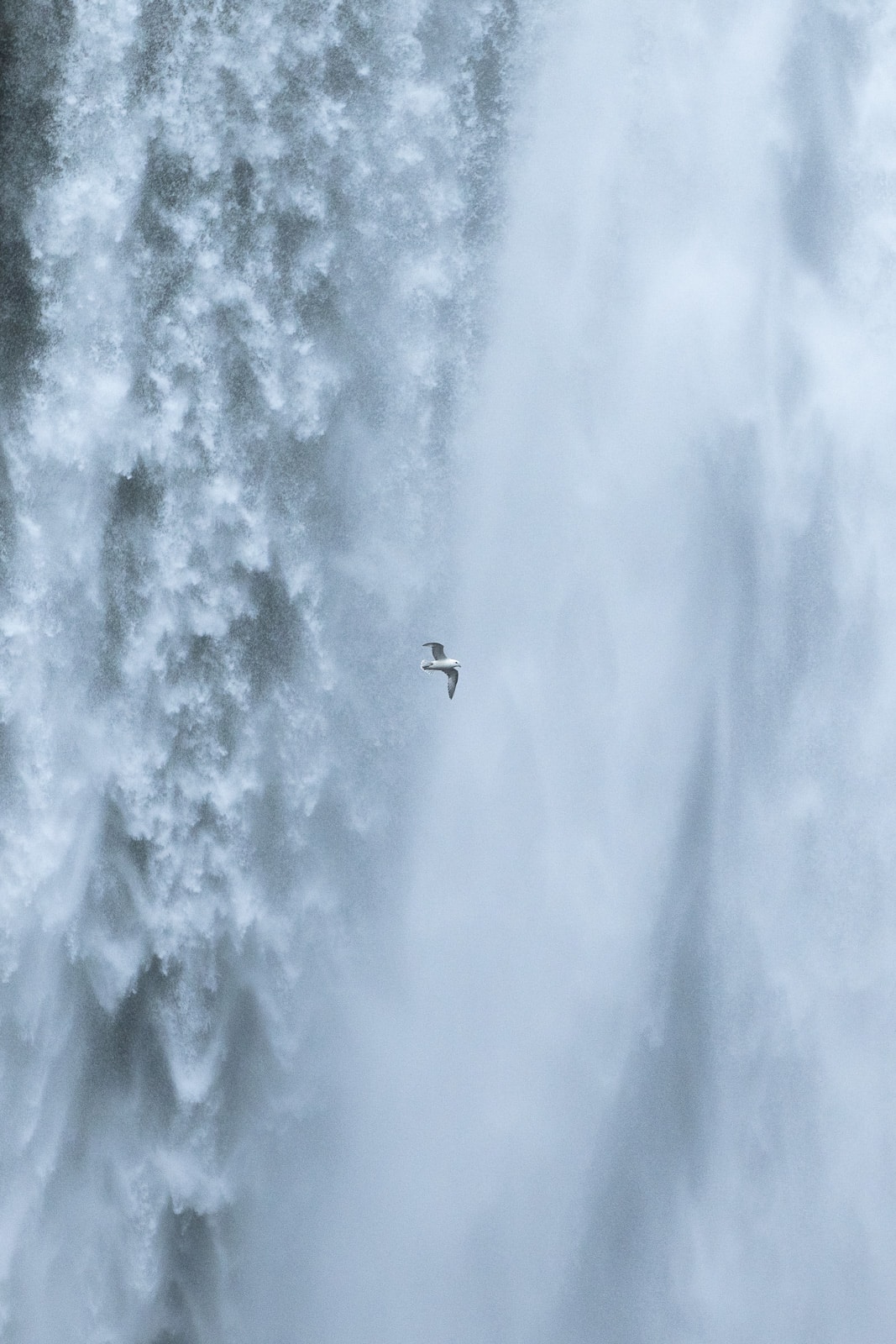 Un oiseau capturé au téléobjectif passe devant une cascade islandaise nommée Skogafoss