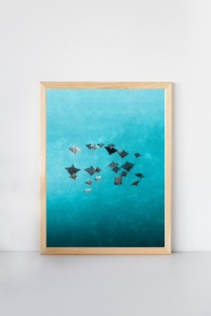 Mantas