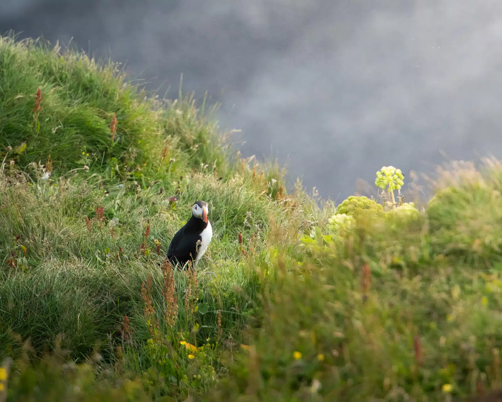 La meilleure période pour photographier les macareux en Islande est l'été