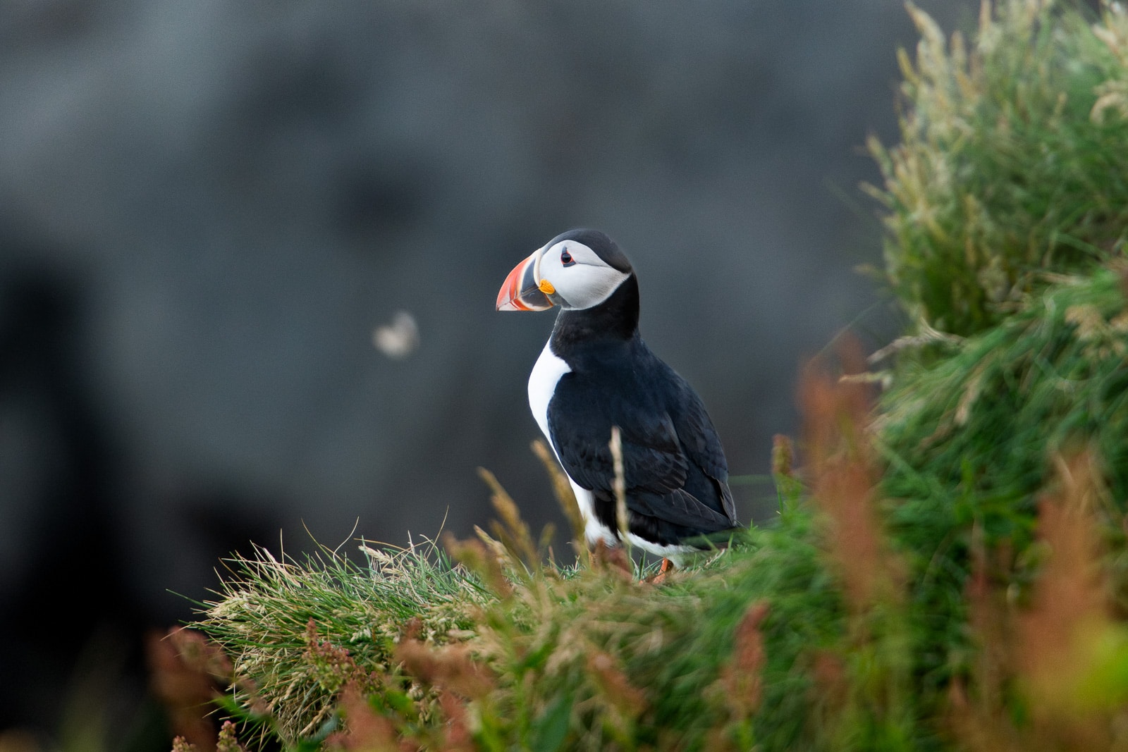 Rappel des règles éthiques pour les visiteurs qui photographient les macareux en Islande