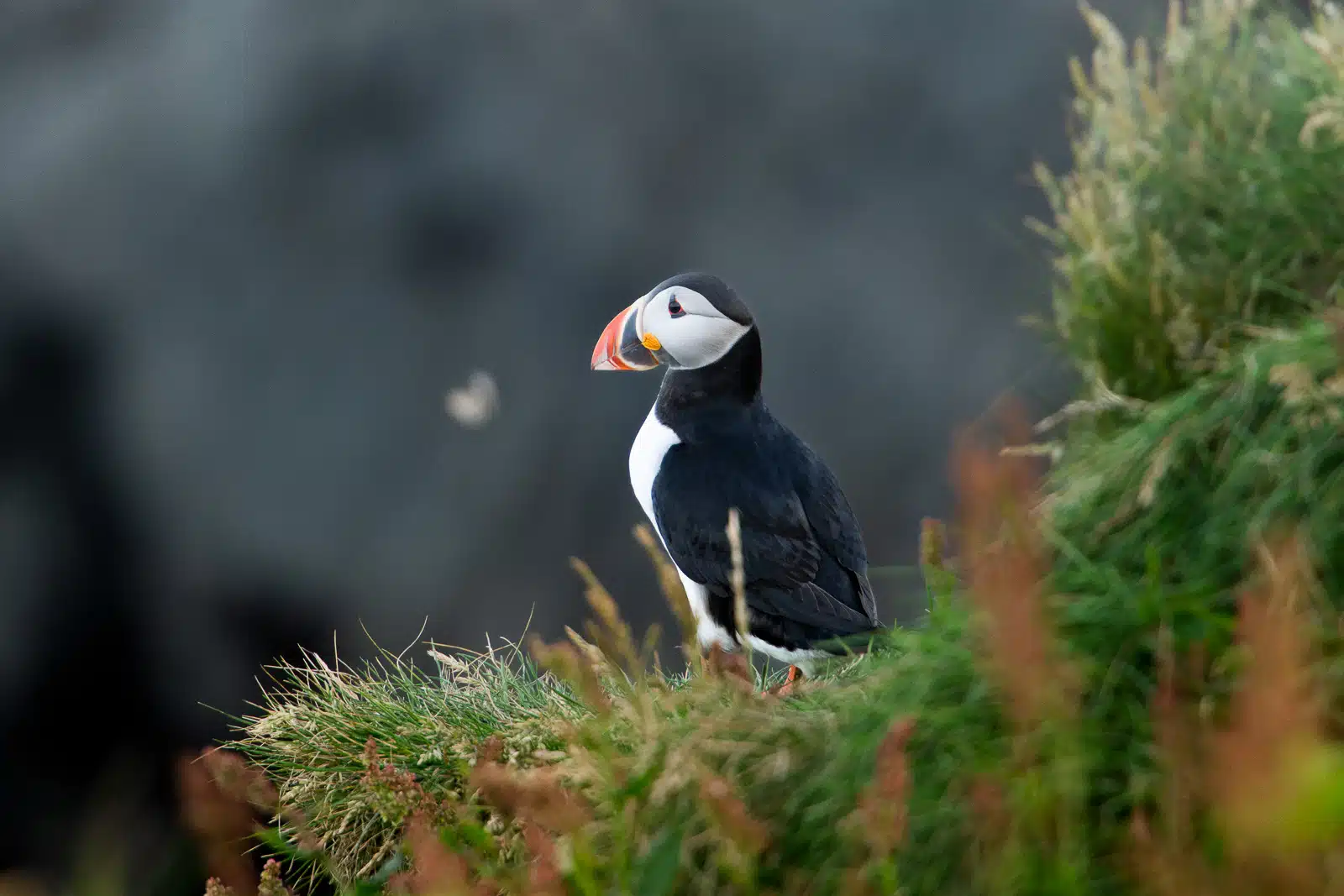Rappel des règles éthiques pour les visiteurs qui photographient les macareux en Islande