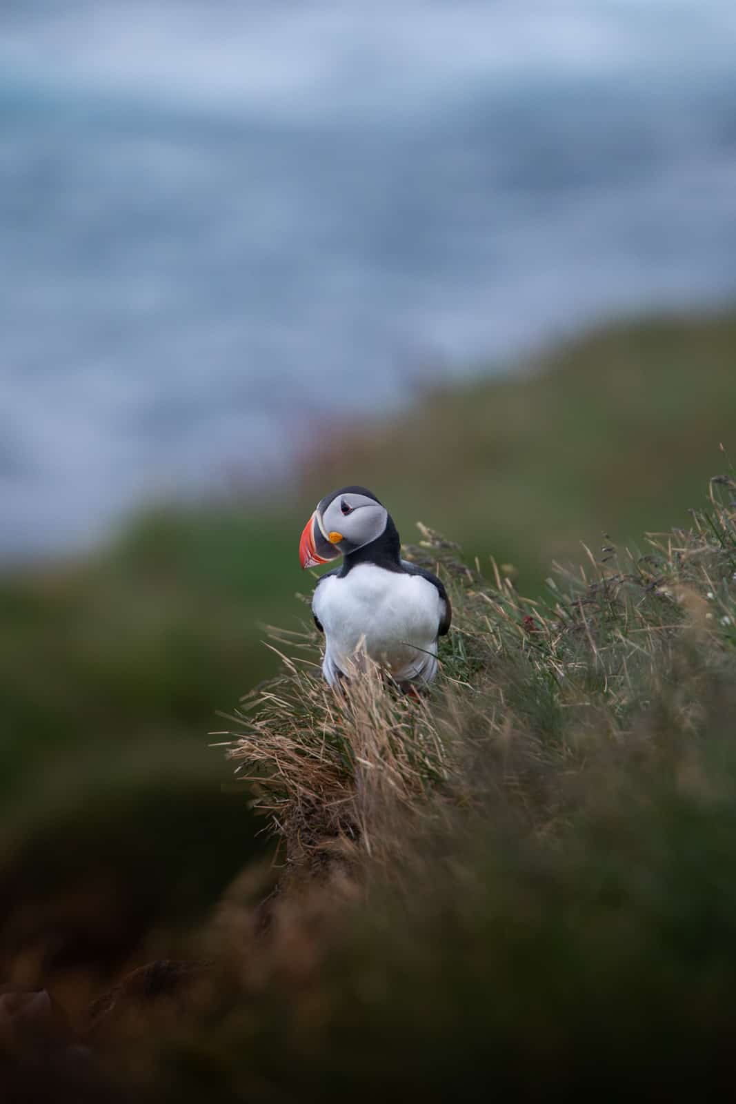 Dans les Fjords de l'Ouest de l'Islande, un macareux moine se tient au premier plan