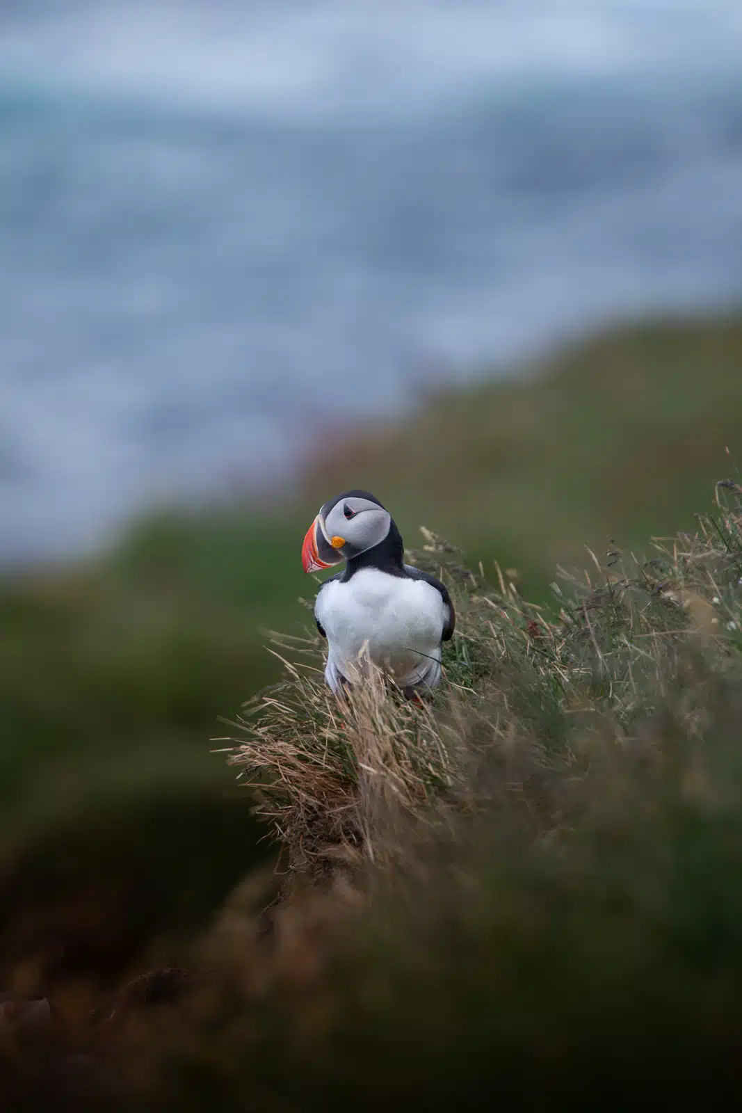 Dans les Fjords de l'Ouest de l'Islande, un macareux moine se tient au premier plan