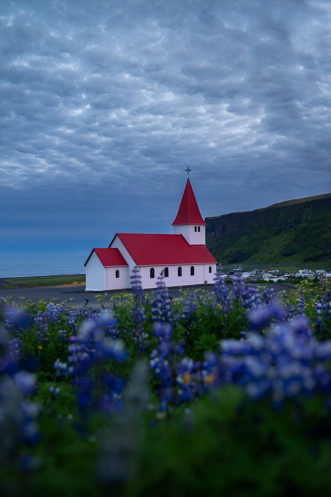 Vue de l'église de Vik en islande au coucher du soleil en été, avec des fleurs violettes appelées lupins et la mer en arrière plan