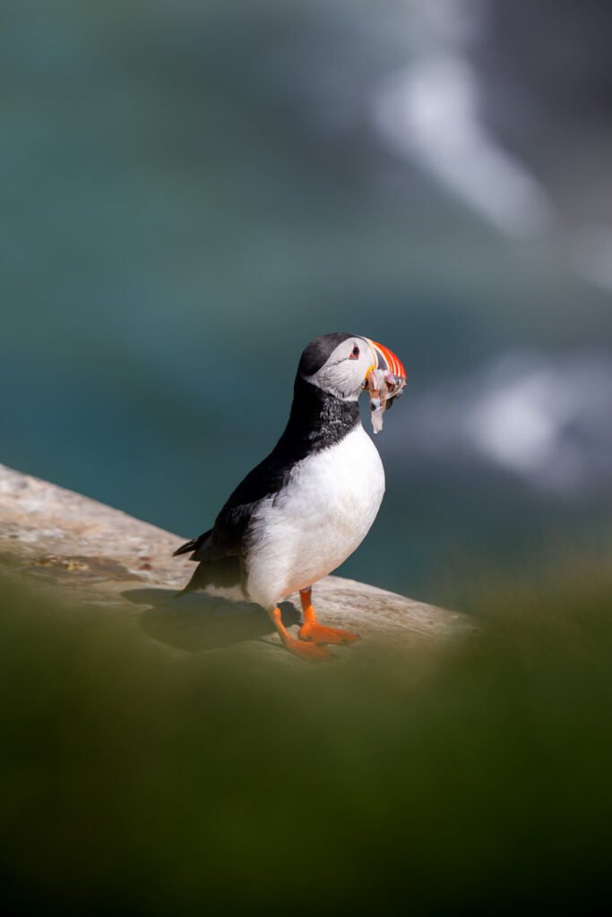 Portrait d'un macareux sur une falaise qui a le bac rempli de poissons et de seiche