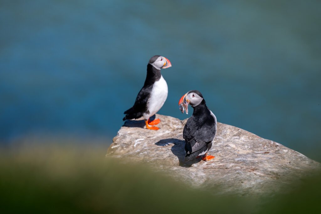 Couple de macareux sur une falaise à Grimsey en Islande