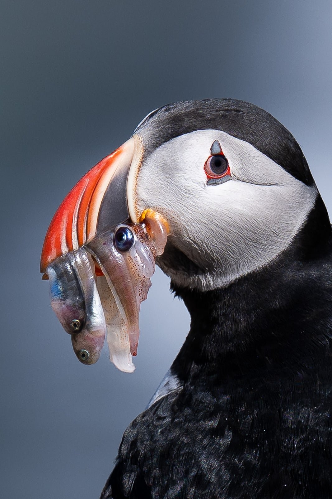 Portrait serré d'un macareux qui a le bac rempli de poissons et de seiche