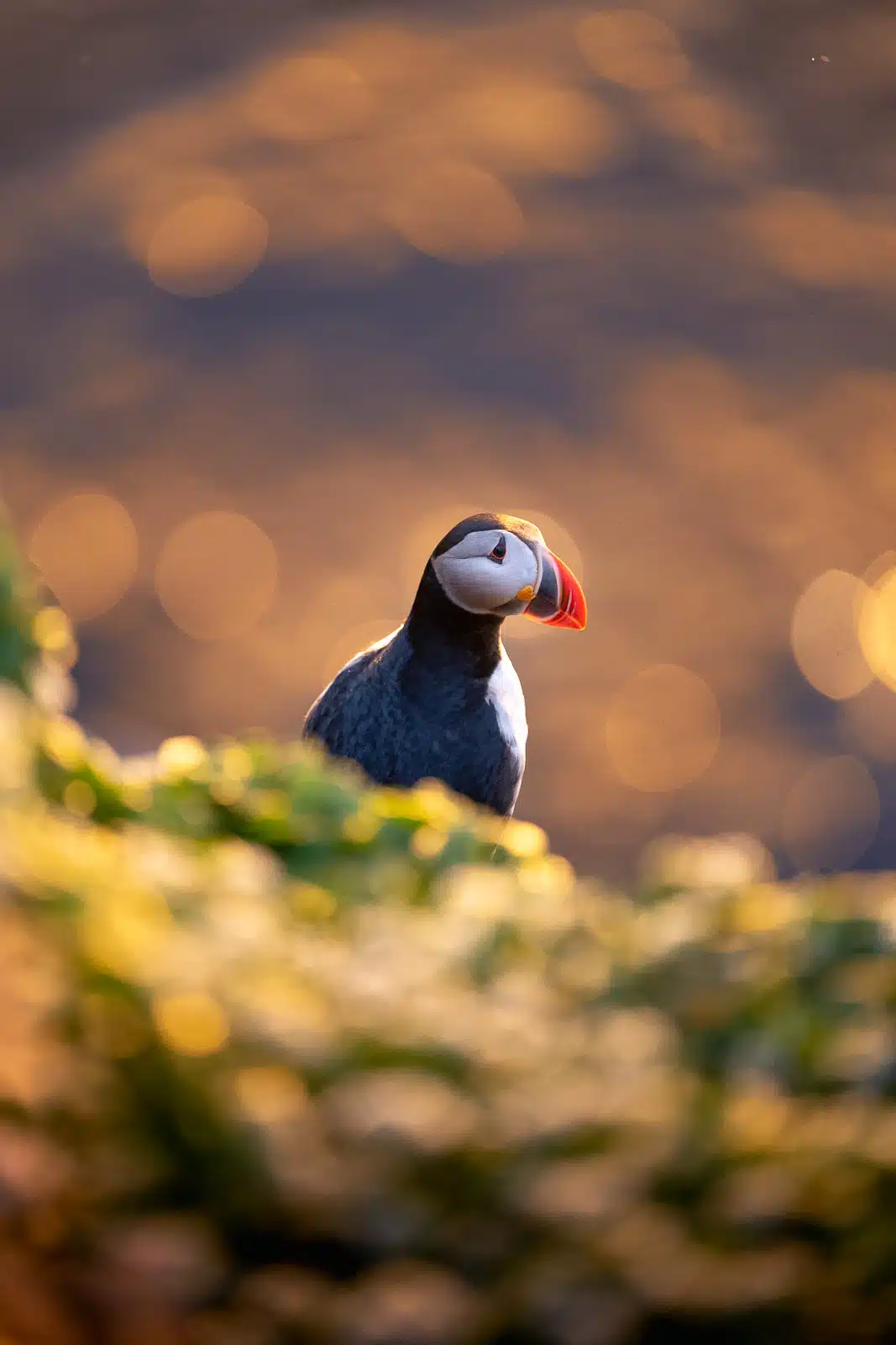 Portrait d'un macareux sur l'ile de Grimsey au coucher du soleil lors du solstice d'été