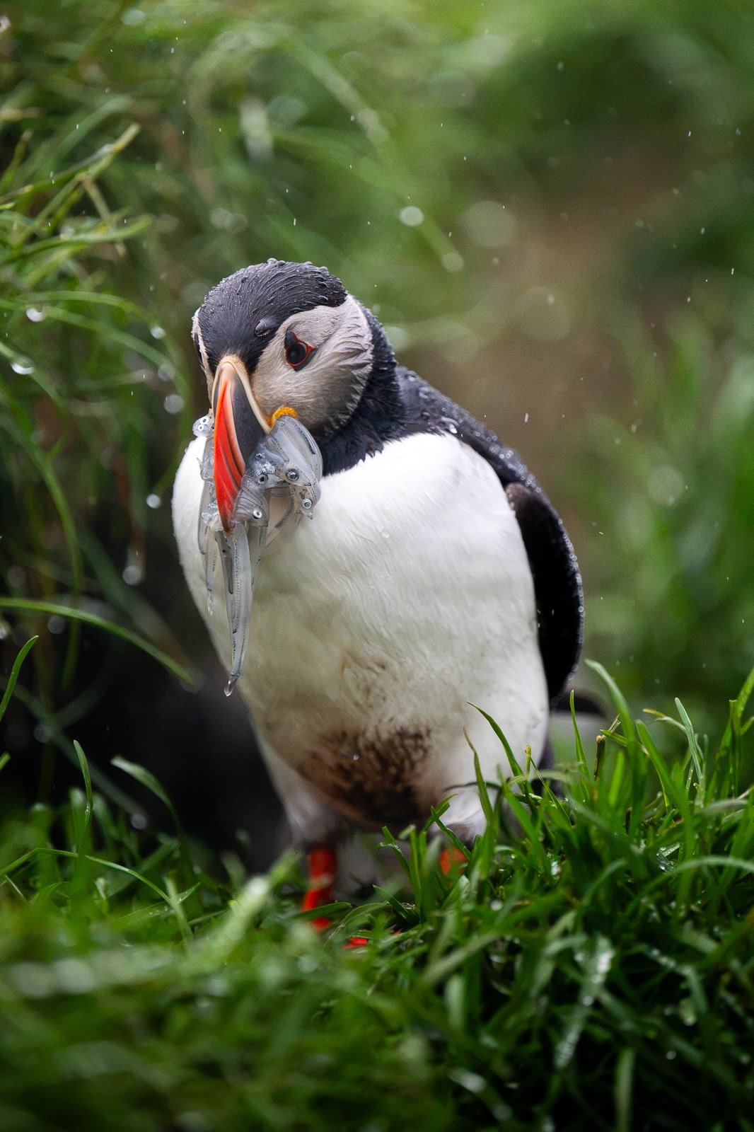 Macareux transportant une importante quantité de poissons dans son bec jusqu'à son terrier, sous une pluie battante, en islande