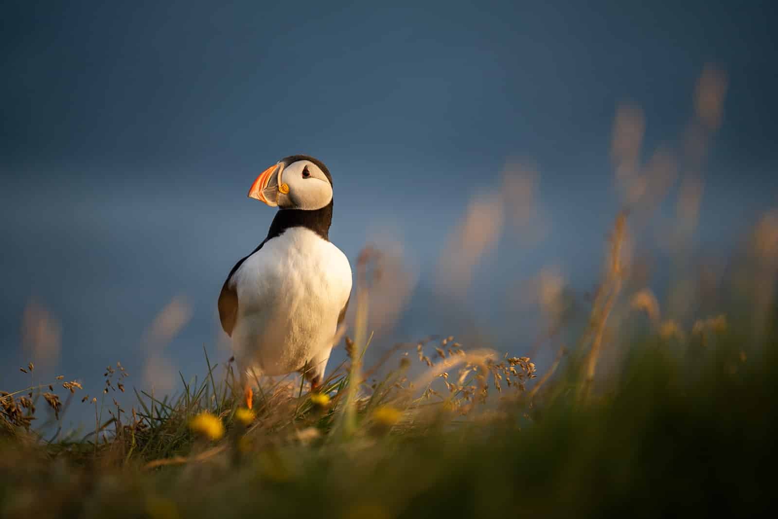 Macareux moine sur une falaise photographié au coucher du soleil