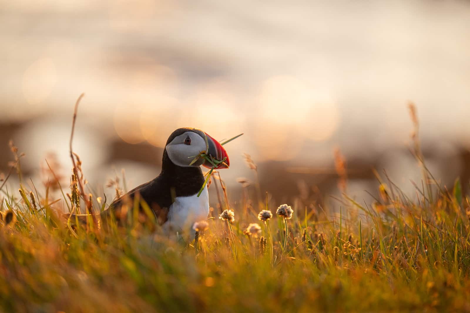 Macareux islandais en train de construire son nid au coucher du soleil en Islande