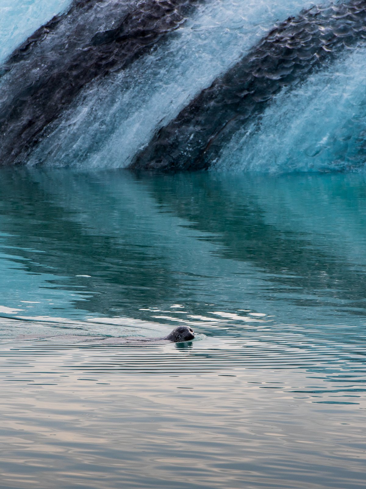 Phoque nageant dans la lagune glaciaire de Jokulsarlon en Islande
