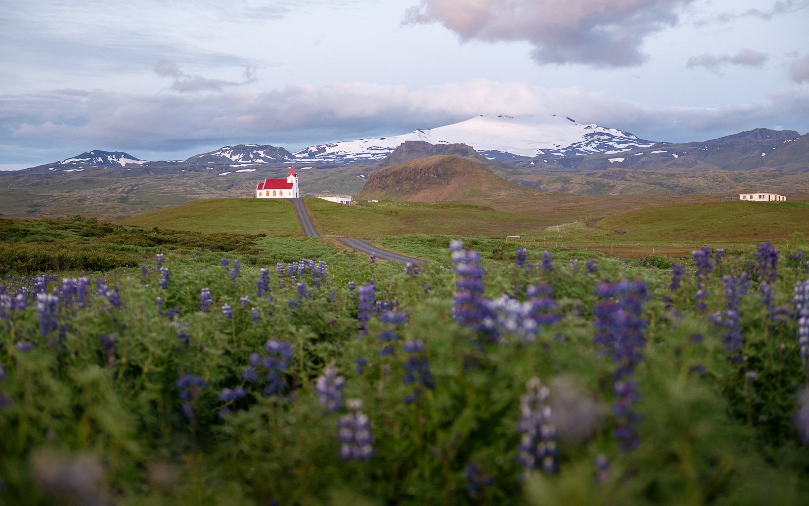 Lupins violets devant l'église d'Ingjaldshóll avec le glacier Snæfellsjökull en arrière-plan, péninsule de Snæfellsnes
