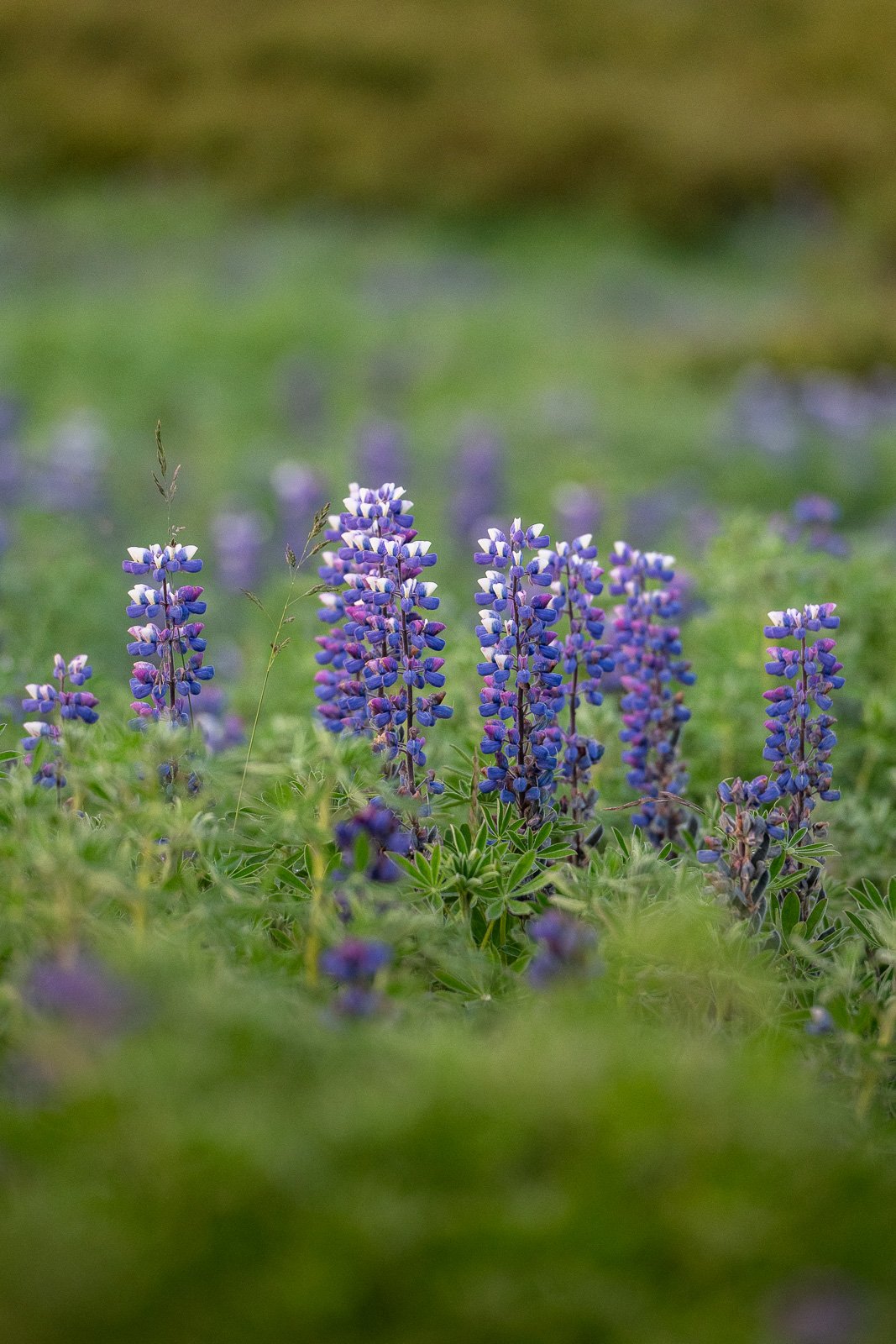 Lupins en Islande, considérés comme une espèce invasive, photographiés en été