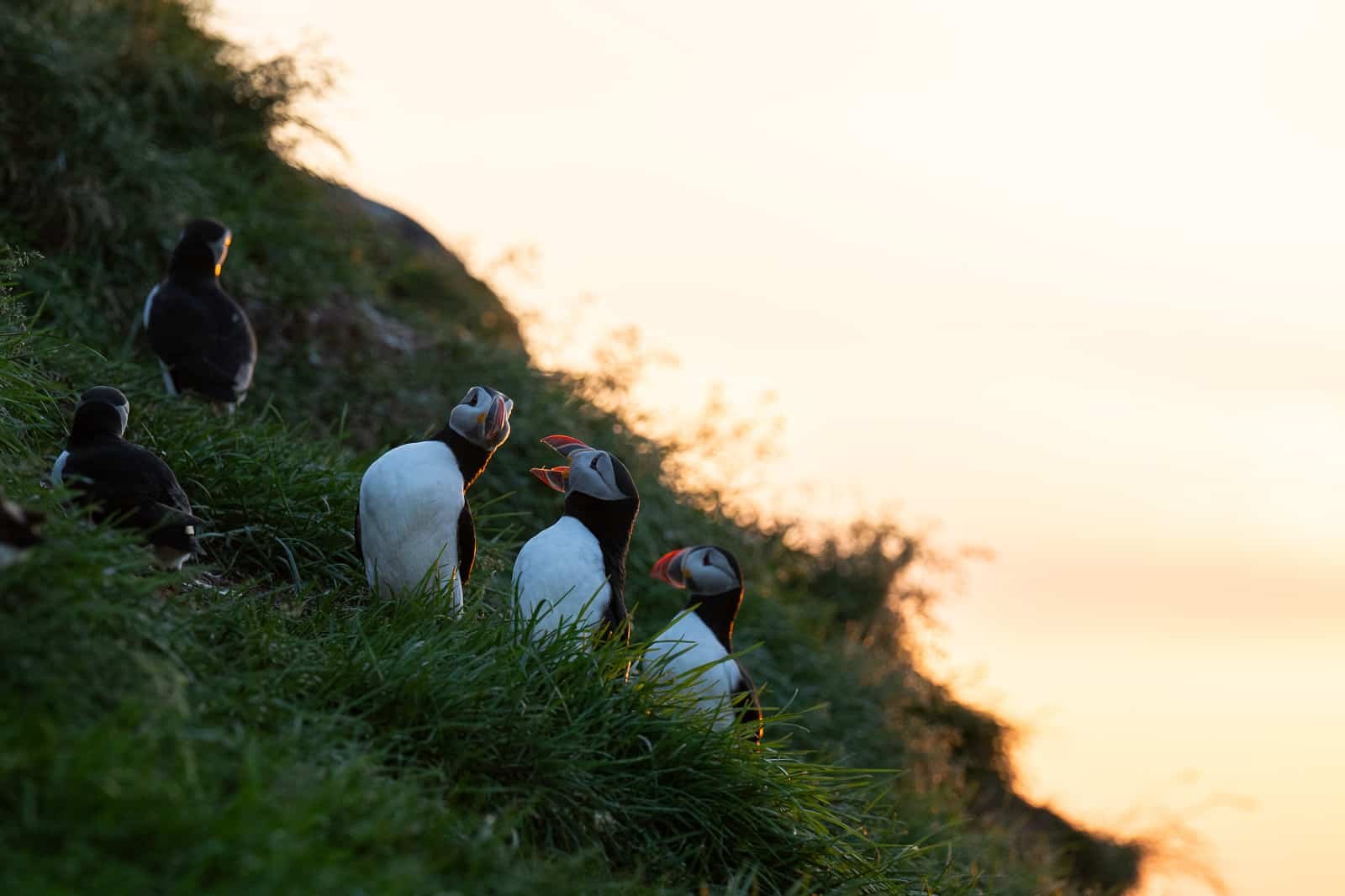 Macareux moines en pleine conversation sur une falaise en Islande