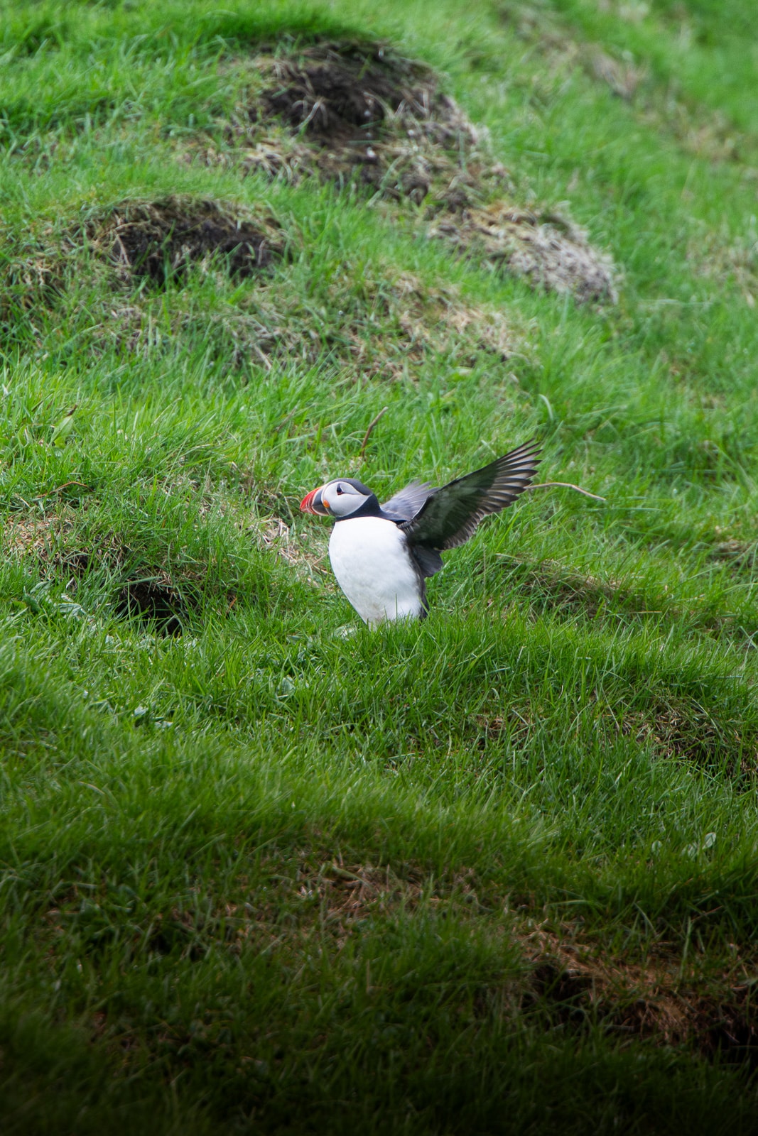 Macareux moine qui bat des ailes sur les falaises dans les îles Vestmann, Islande