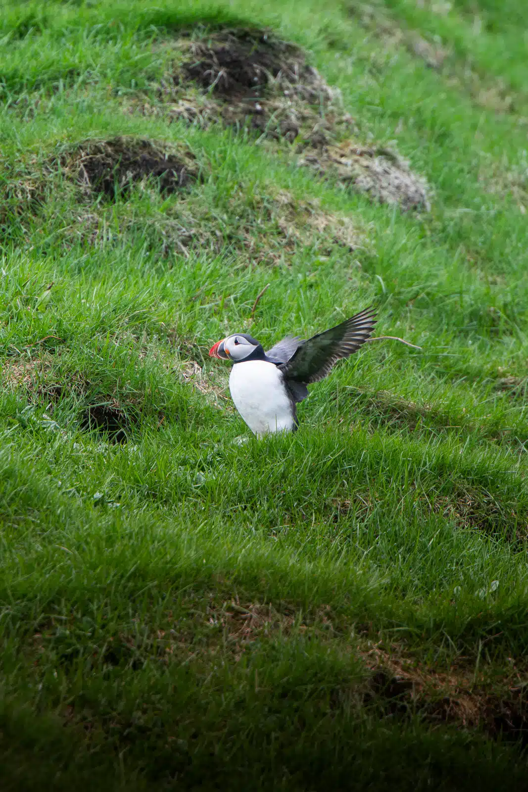 Macareux moine qui bat des ailes sur les falaises dans les îles Vestmann, Islande