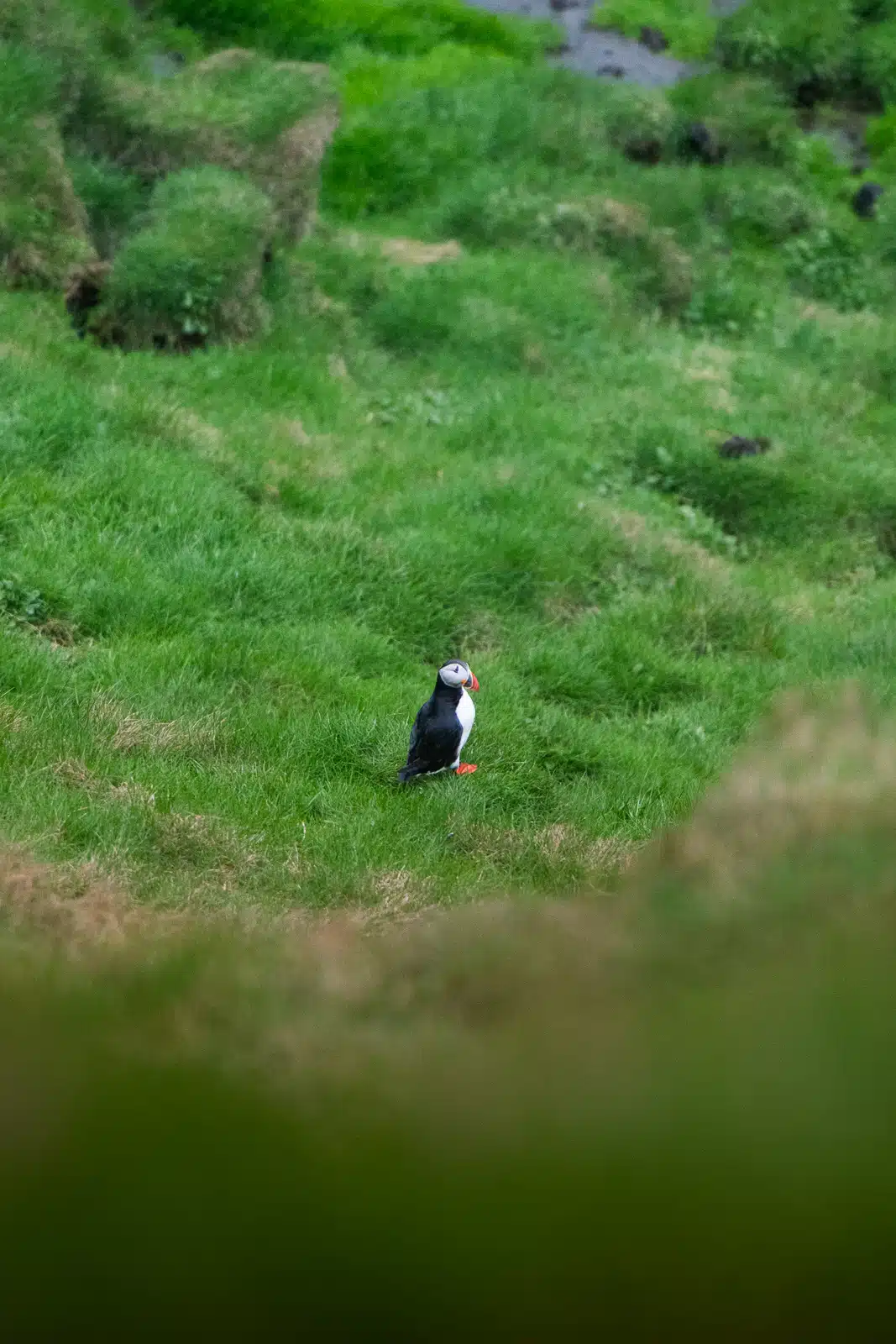 Macareux moine sur les falaises de l'île Heimaey dans les îles Vestmann, Islande