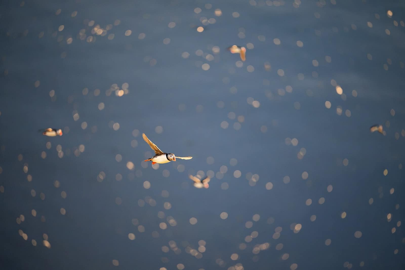 Groupe de macareux photographié au coucher de soleil en Islande sur l'île de Grimsey