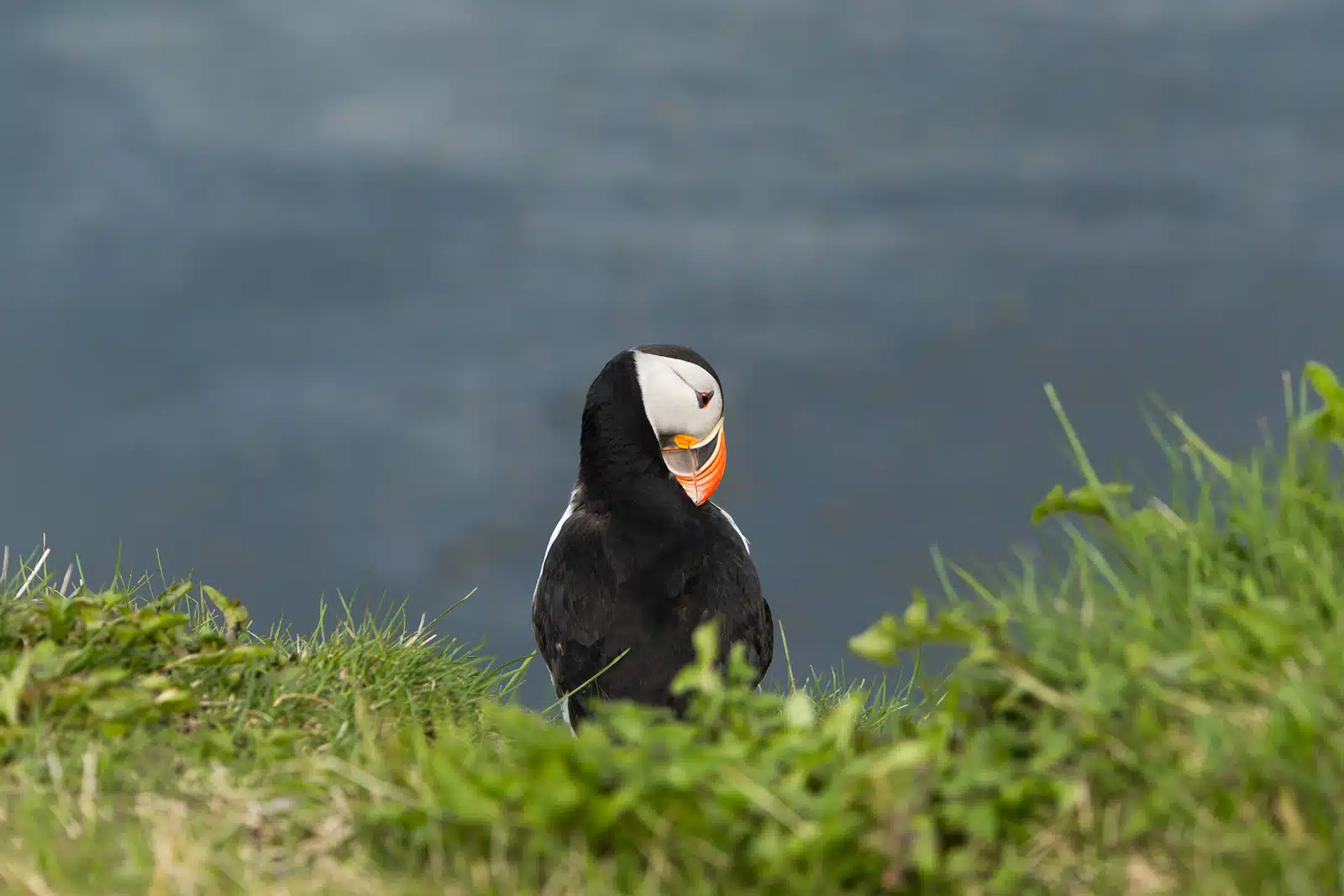 Un macareux se lèche les plumes en Islande sur les falaises de Borgarfjörður Eystri