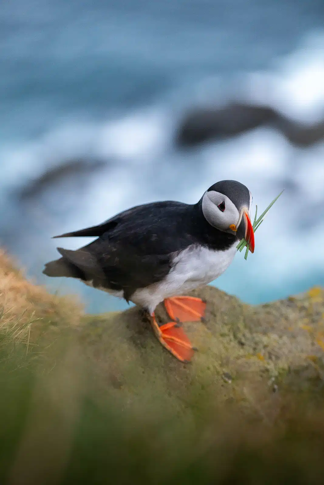 Macareux en Islande qui construit son nid avec des branches