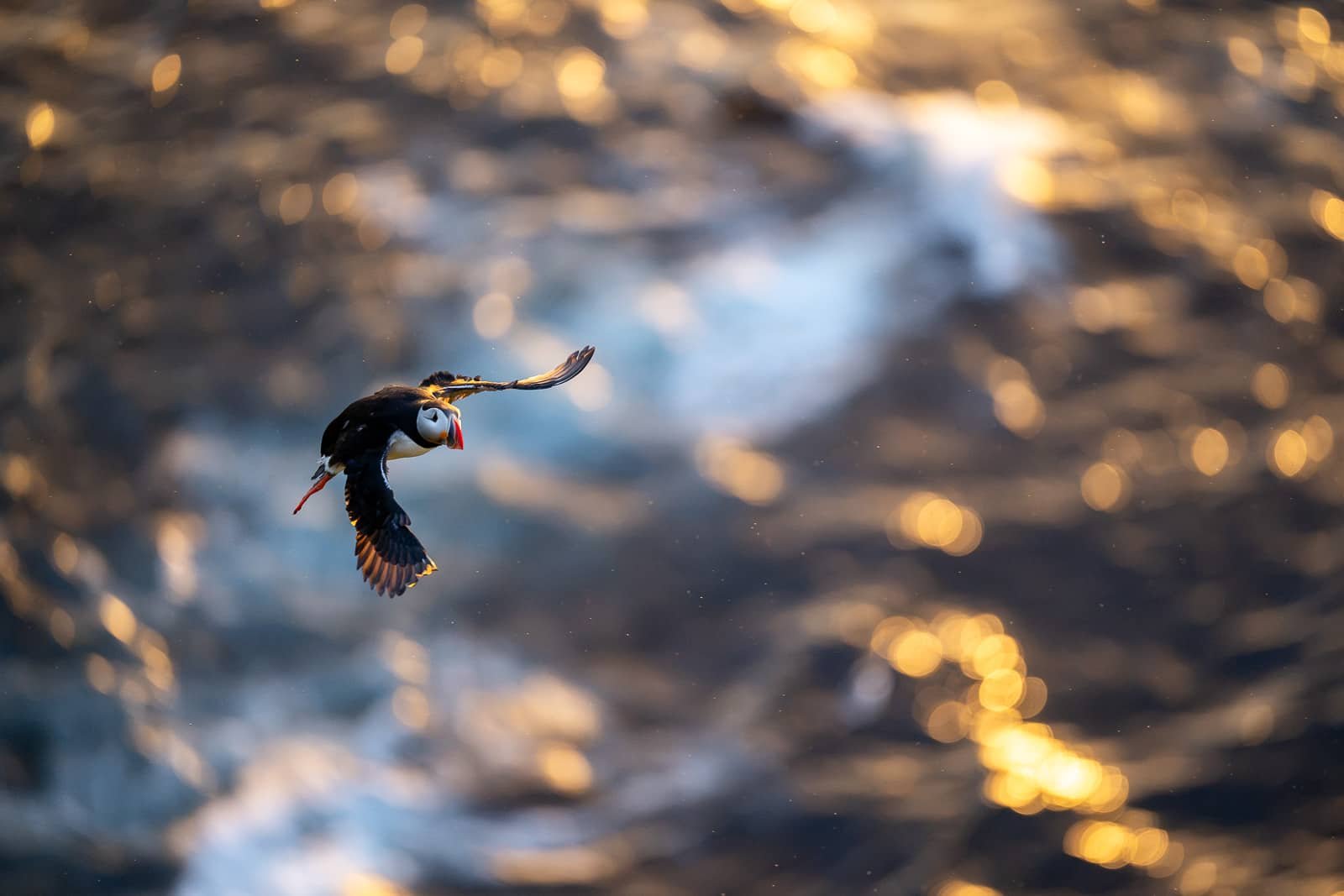Macareux photographié en plein vol au coucher du soleil au dessus de l'océan sur l'île de Grimsey en Islande