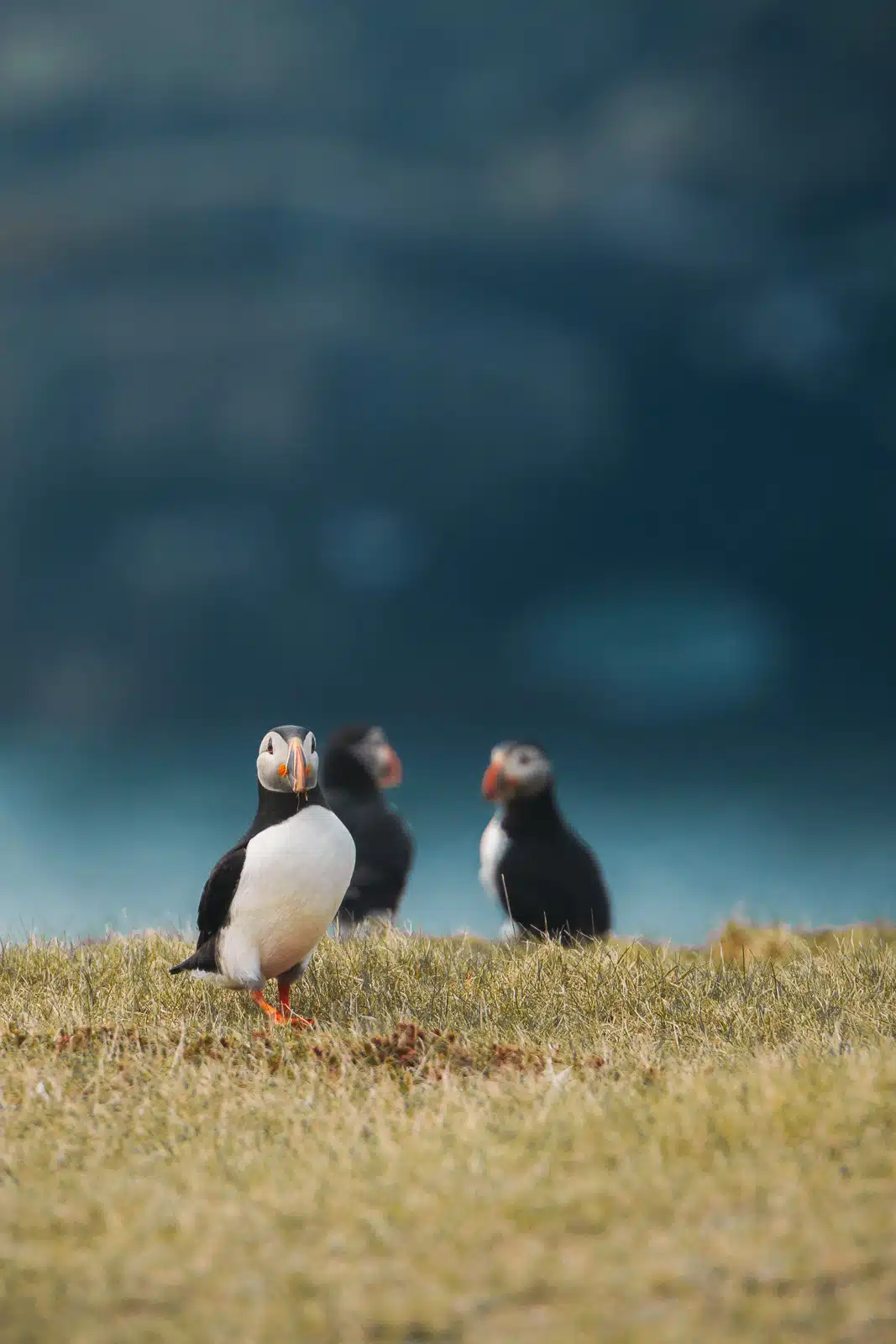 Portrait de trois macareux moine en Islande à Vik