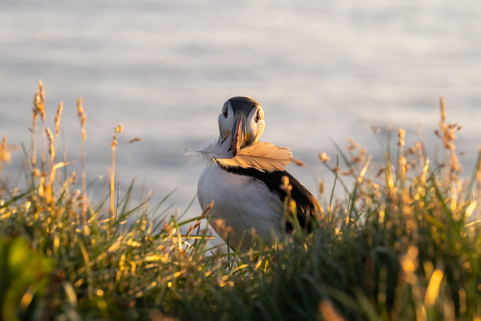 Macareux moine qui tient une plume dans son bec, Islande