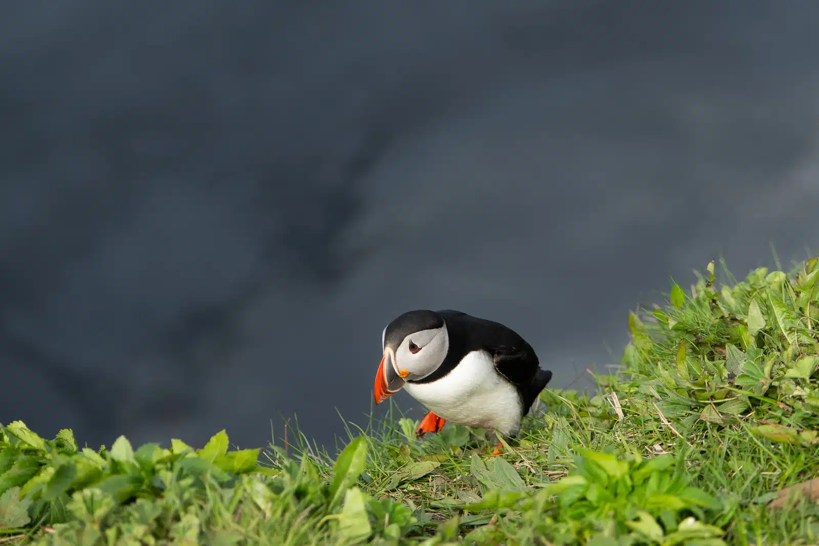 Portrait de macareux moine en train de marcher sur une falaise en Islande