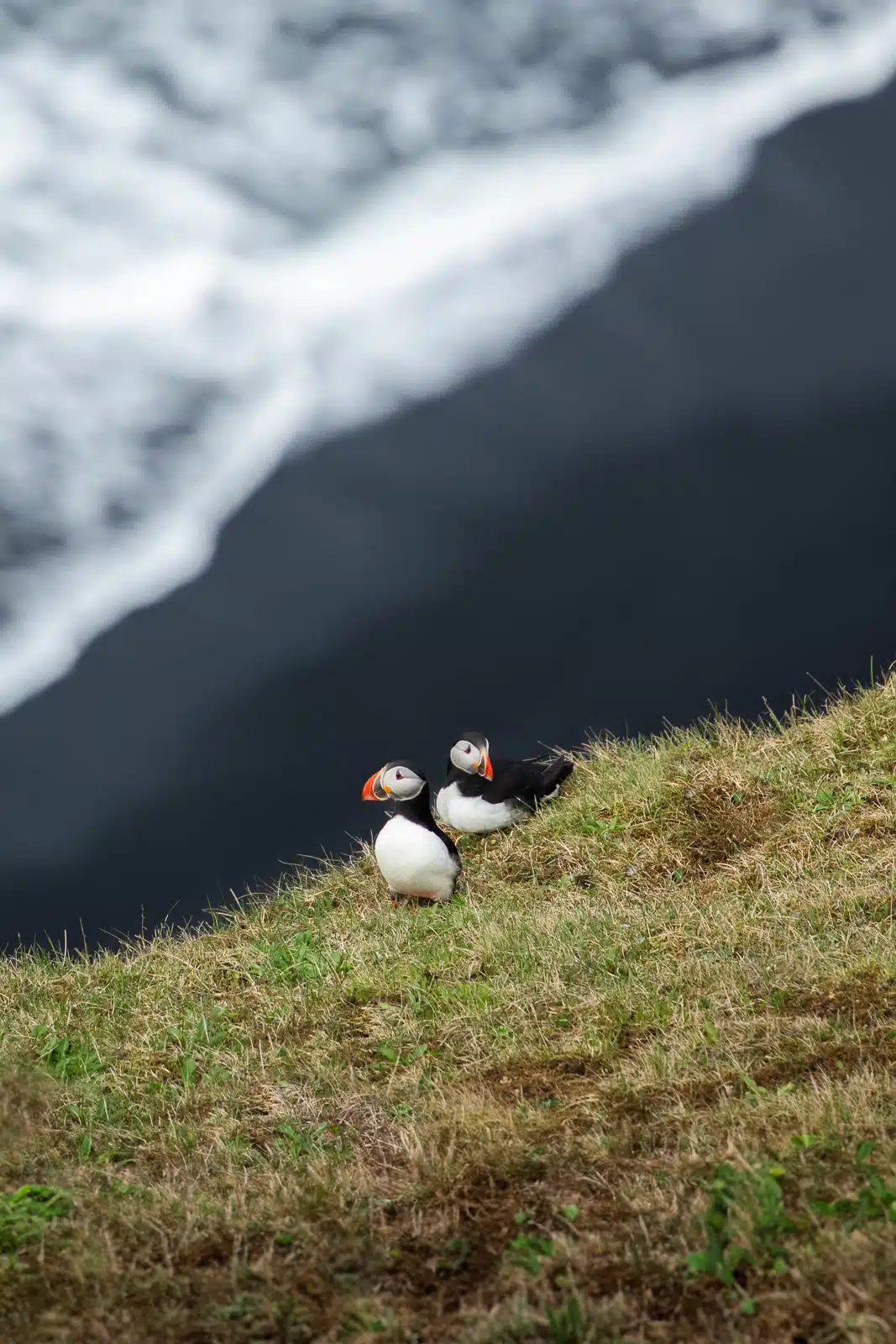 Macareux en Islande qui dorment sur une falaise