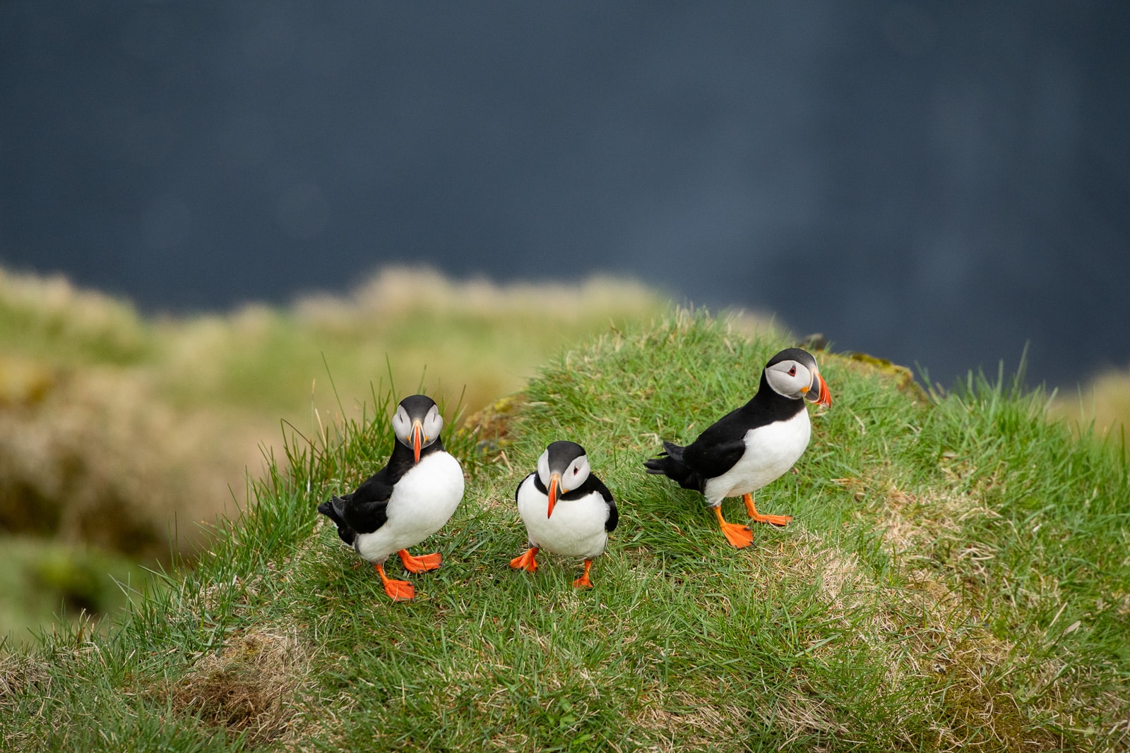 Macareux moine photographié en Islande