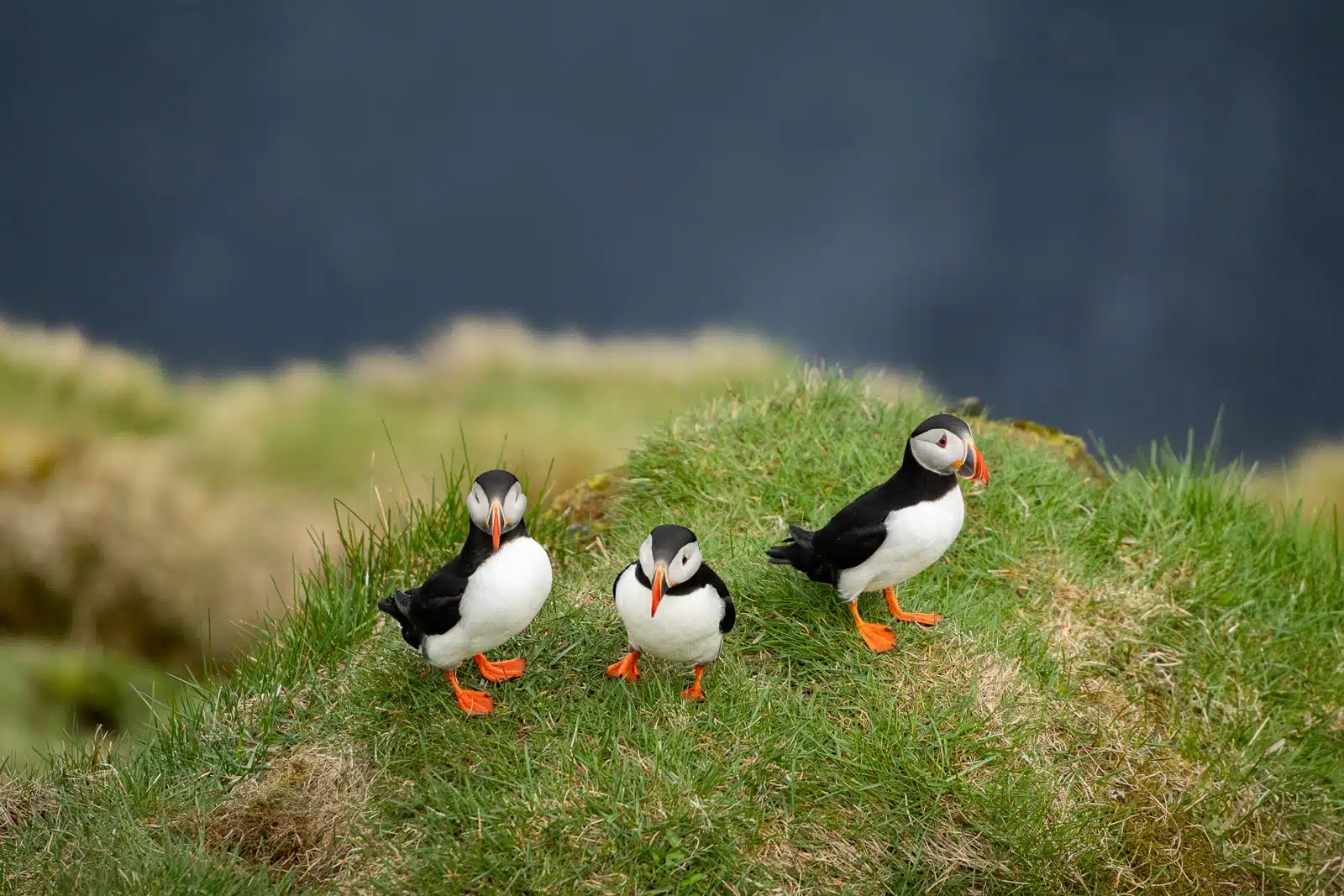 Macareux moine photographié en Islande