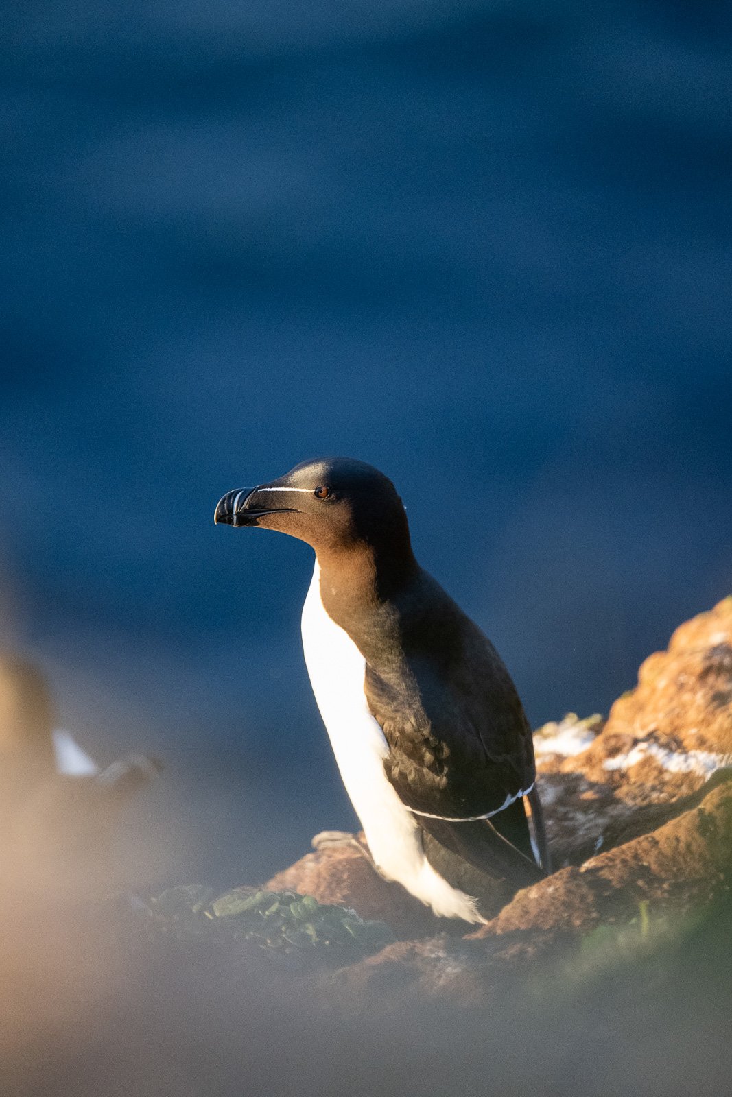 Guillemots islandais sur une falaise sur l'île de Grimsey
