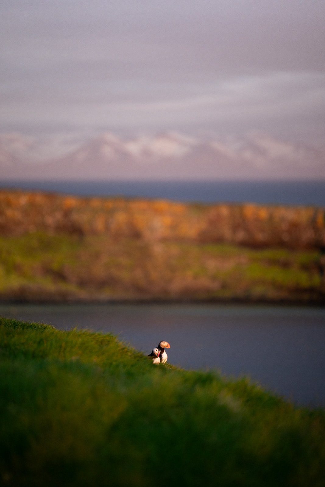 Photographie d'un couple de macareux devant les fjords au coucher de soleil sur l'île de Grimsey