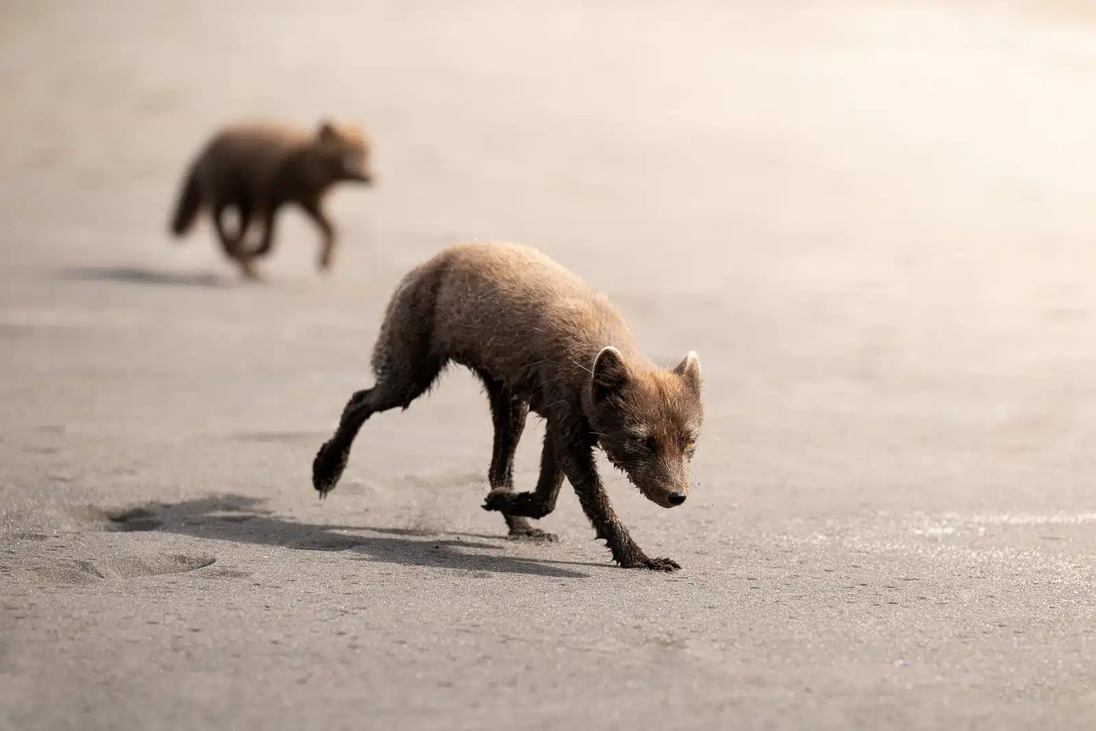 A family of foxes running on the beach at the Hornstrandir Nature Reserve