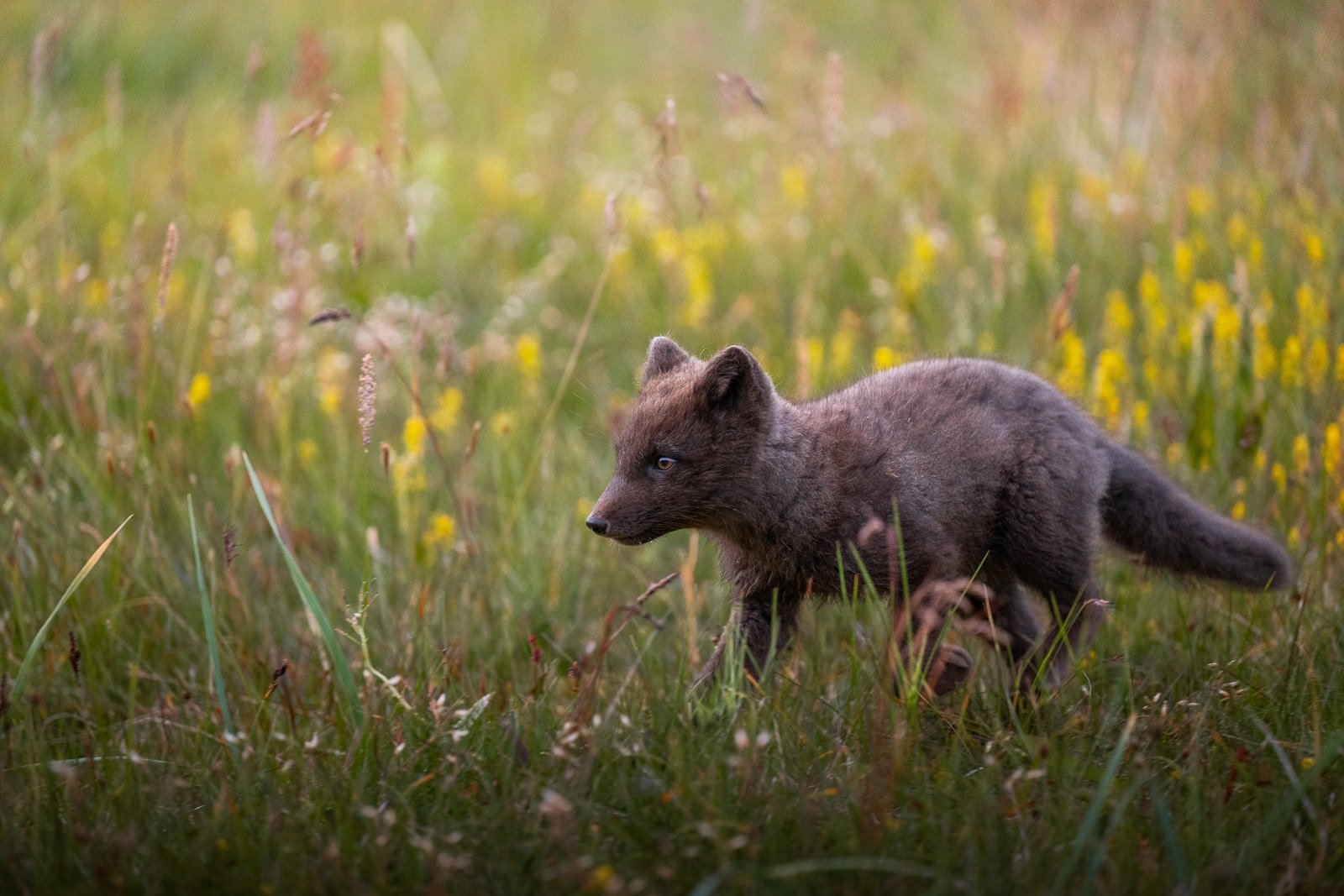 Les renards de la réserve de Hornstrandir sont observables en été