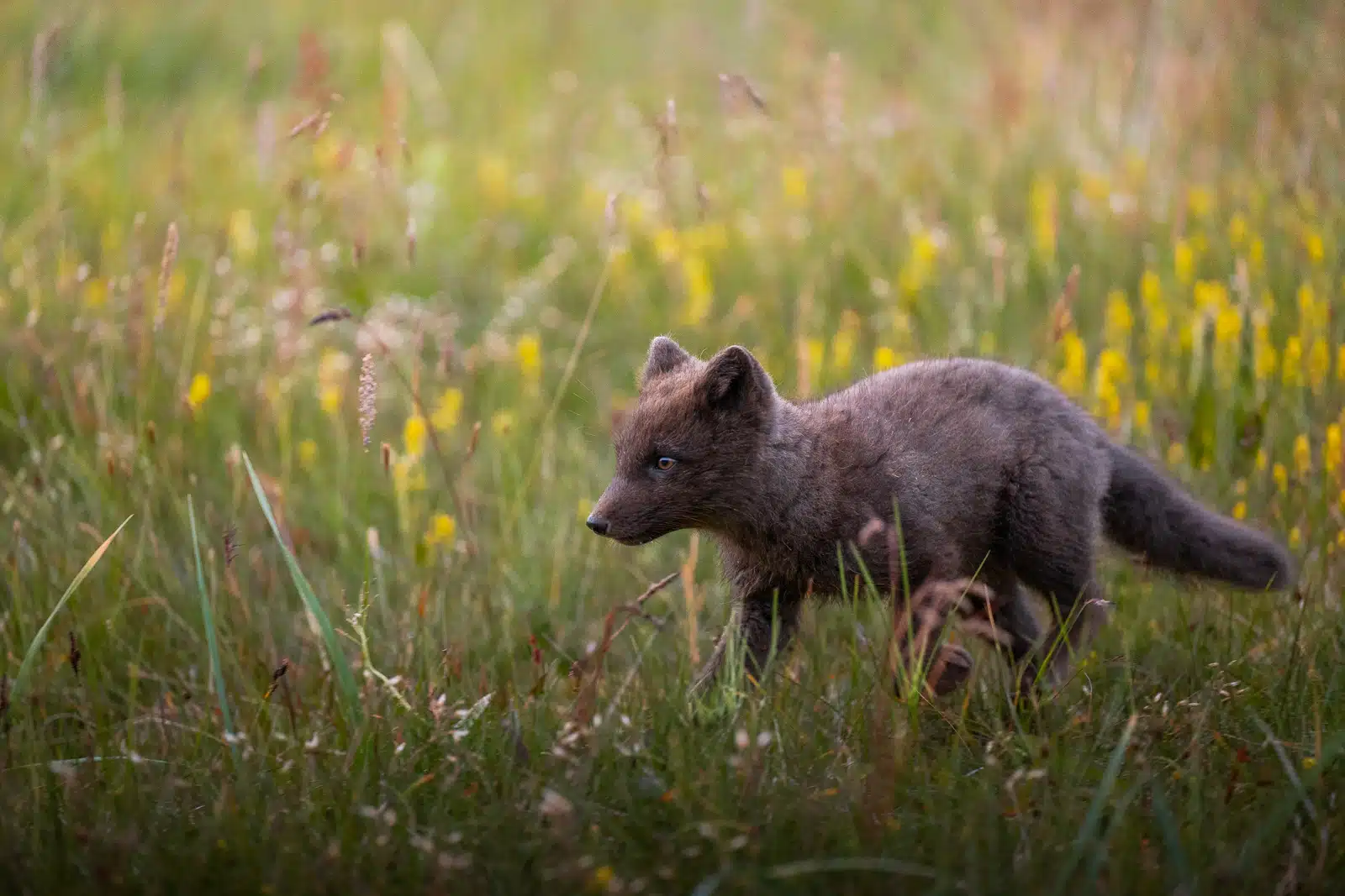The foxes at the Hornstrandir Nature Reserve can be seen in the summer