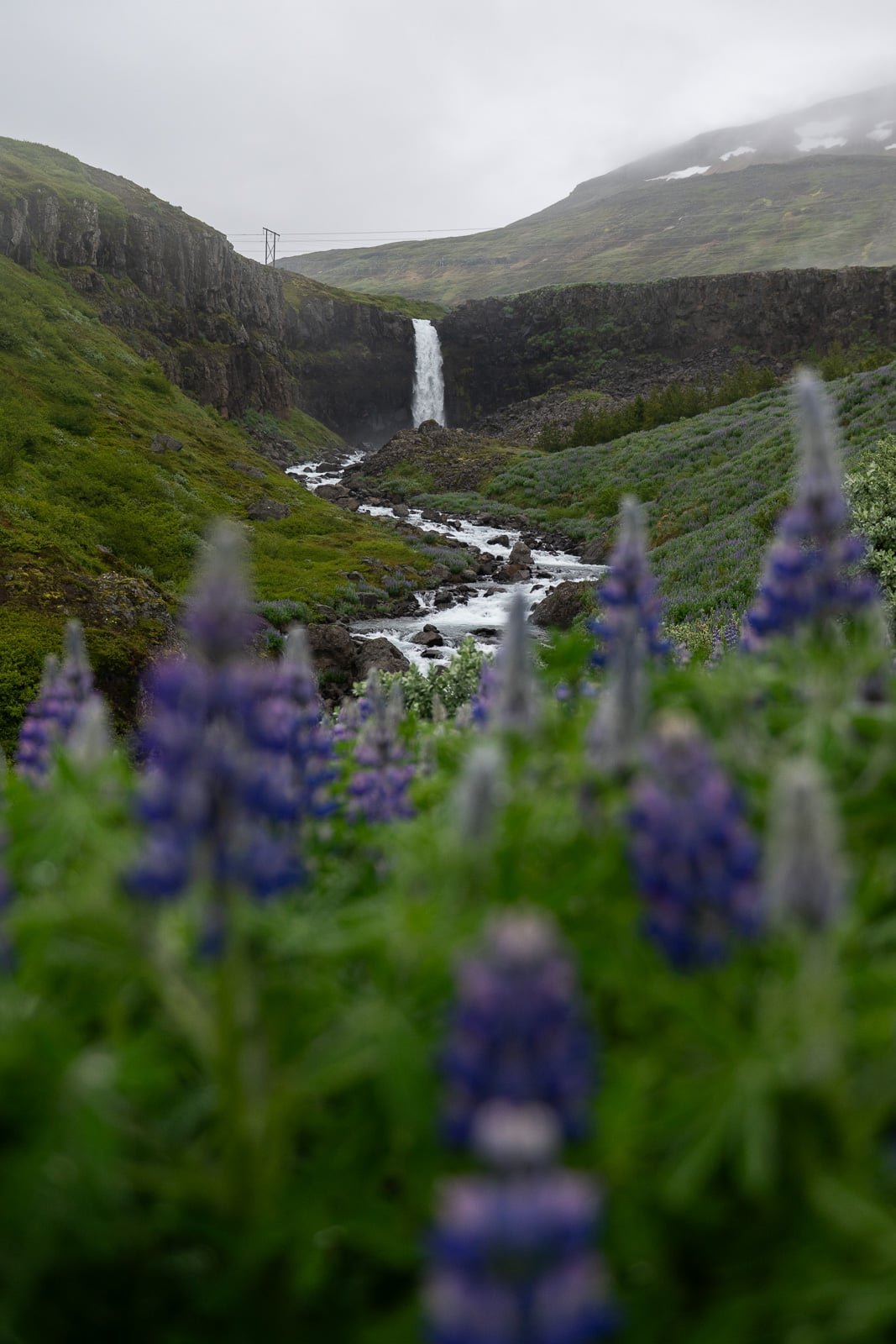 Cascade entourée de lupins violets en Islande