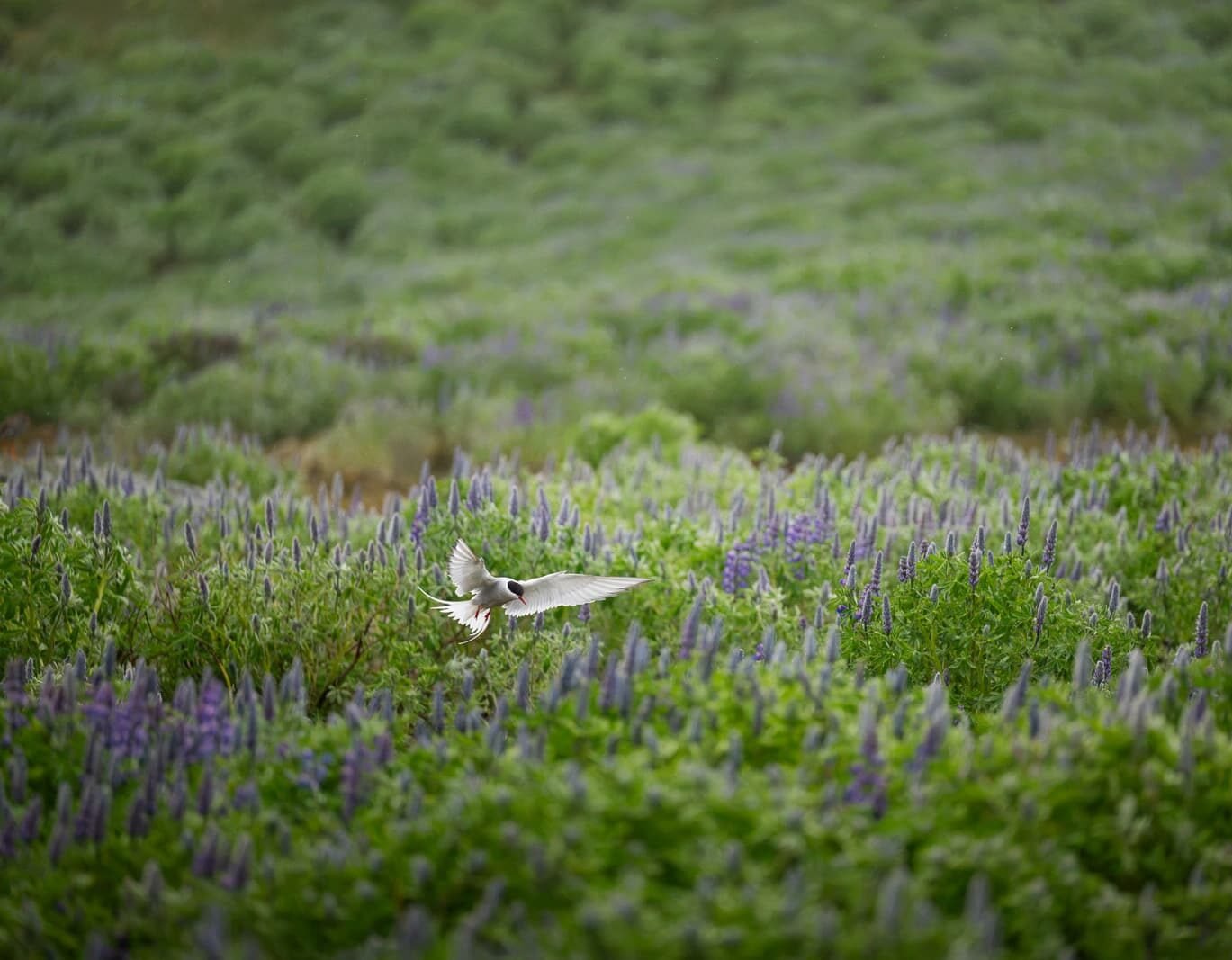 Sterne arctique islandaise dans un champ de lupins