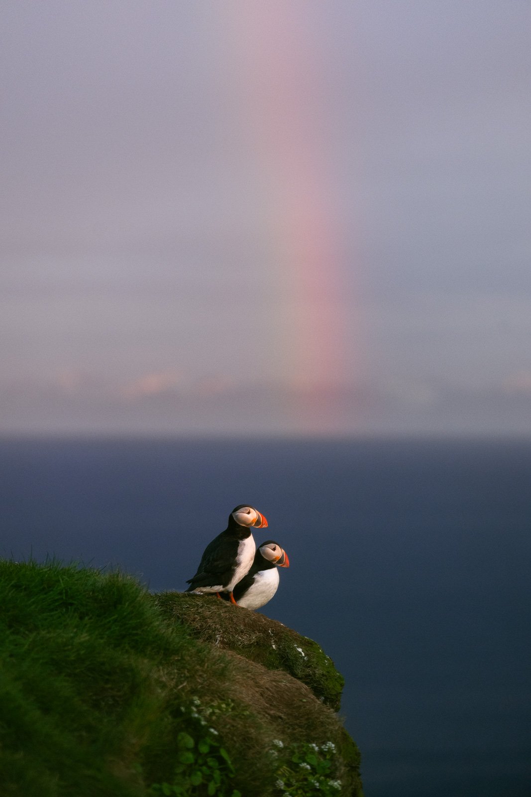 couple de macareux devant un arc-en-ciel