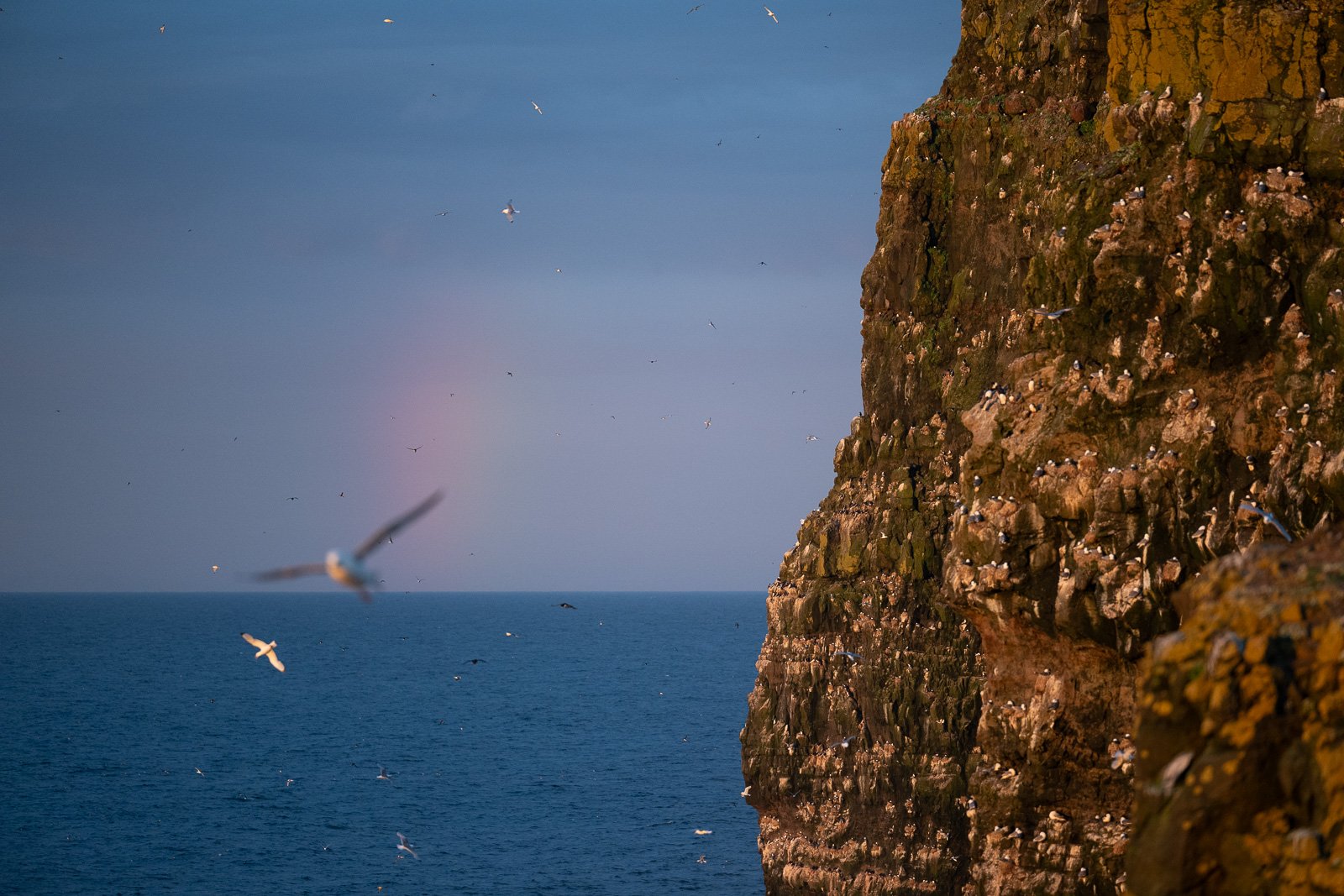 Photographie des falaises et des macareux sur l'île de Grimsey en Islande pendant l'été