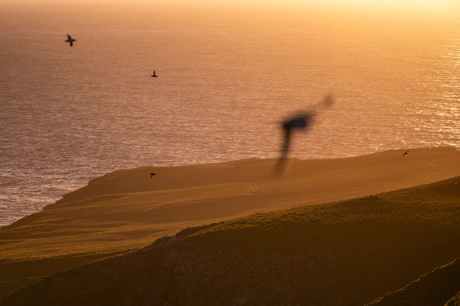 Photographie des oiseaux sur l'île de Grimsey en Islande pendant l'été