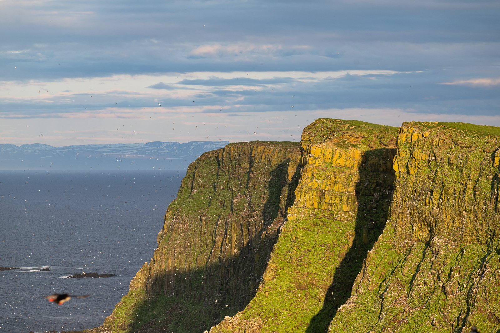 Photographie des falaises sur l'île de Grimsey en Islande pendant l'été
