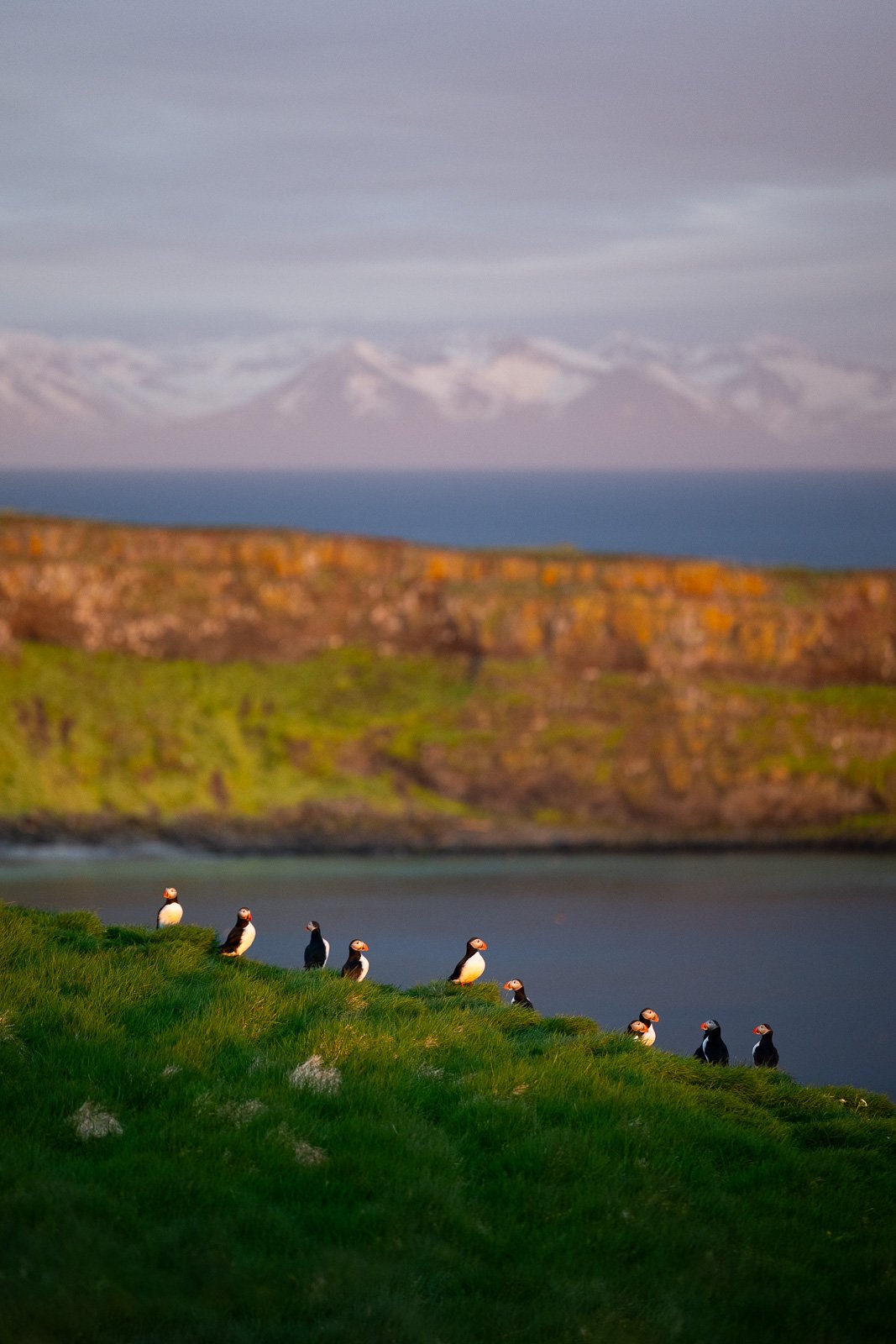 Groupe de macareux devant les fjords du nord de l'Islande au coucher du soleil en été