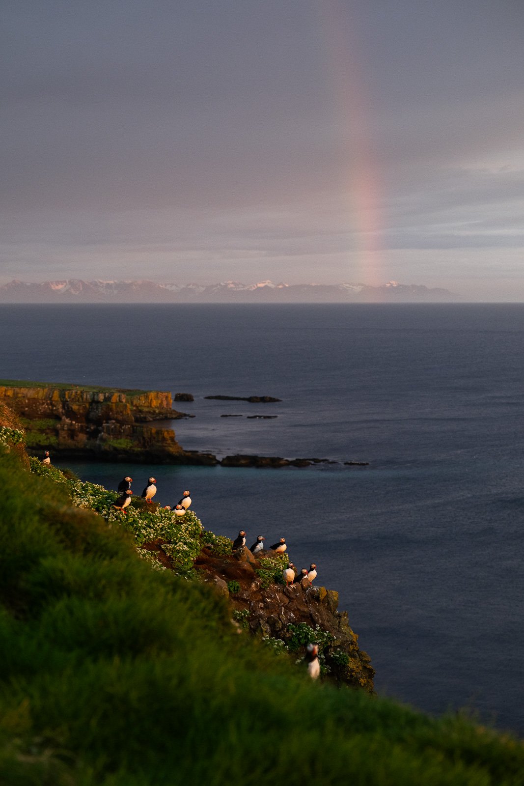 Groupe de macareux sur une falaise au dessus de l'océan en Islande