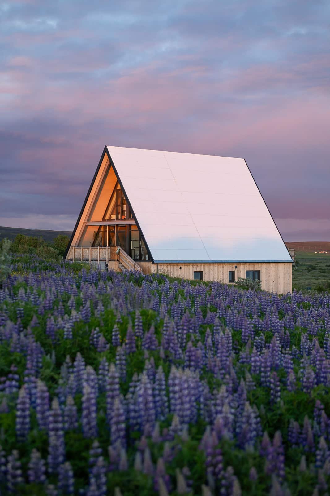 Maison dans un champ de lupins en Islande pendant le soleil de minuit